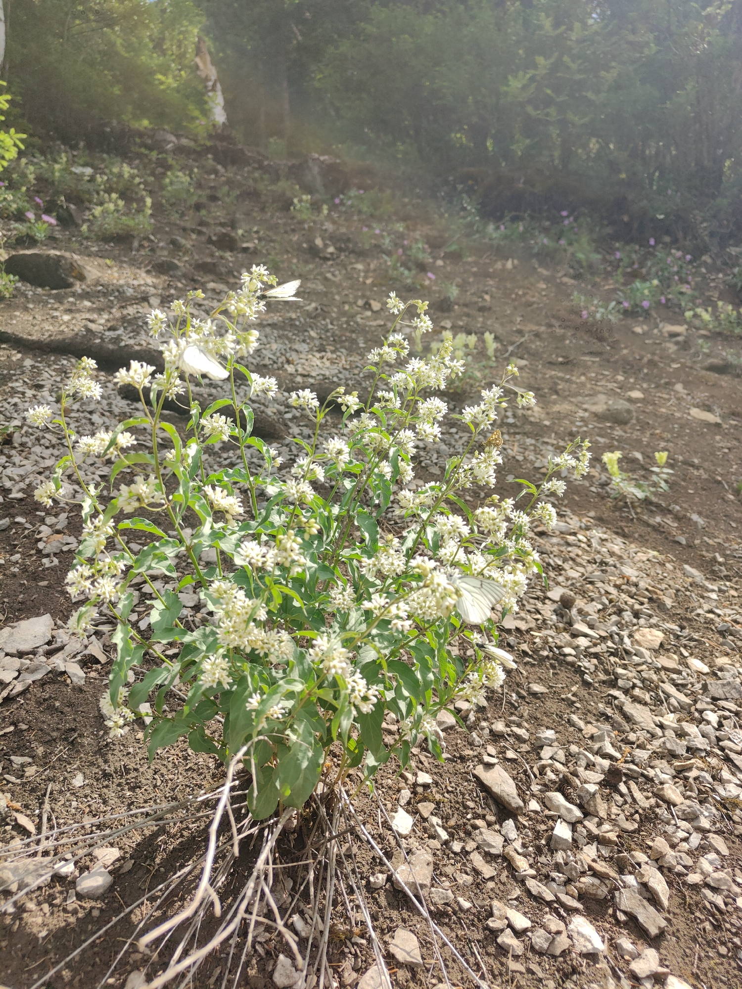 The image depicts a lush flowering plant, speckled with white blossoms and vibrant green leaves, prominently positioned in the foreground. Several white butterflies are perched on the flowers. The plant is situated on a hillside covered with loose soil and rocks. The background fades into a blurred forest scene, suggesting a natural environment. The location is likely in or near the city of Sim, Russia, based on the user request. There are no people in the image. The scene is still and bathed in natural light.