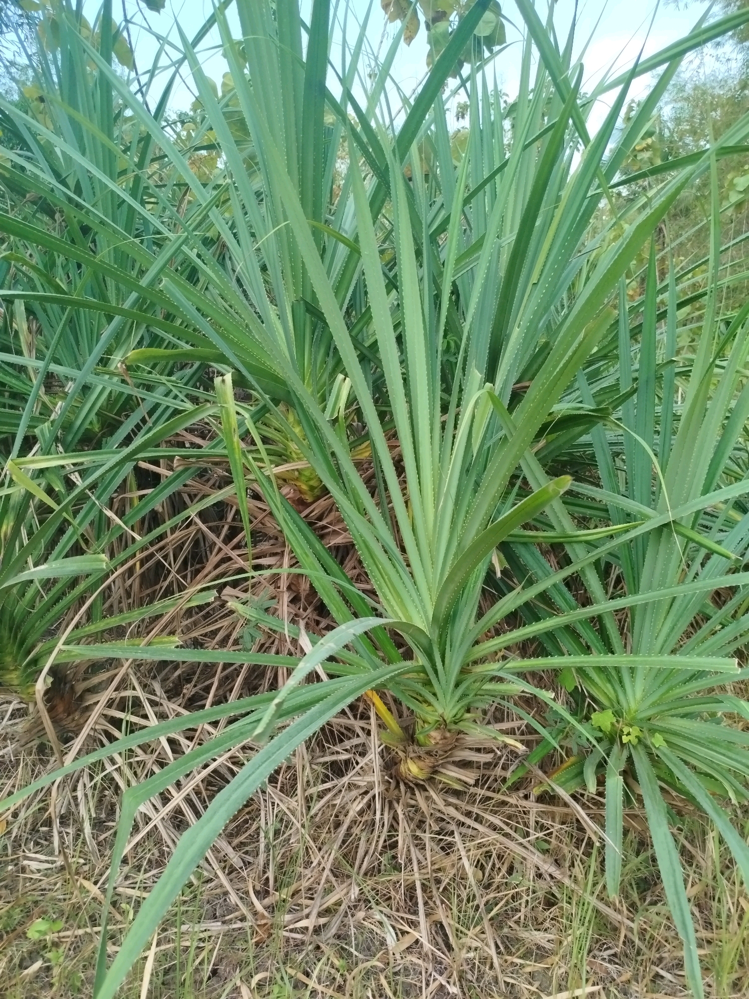 The image displays a dense cluster of green pandan plants growing in a dry, grassy area. The plants have long, spiky leaves that are characteristic of pandan. The ground beneath the plants is covered in dry, brown grass and some scattered leaves. The background shows more greenery and trees, suggesting a natural or semi-natural environment. There are no people or animals visible in the image. The overall impression is of a natural landscape, likely in a tropical or subtropical region given the pandan plants, which are common in Indonesia. The image was taken outdoors during the day, under a pale sky.