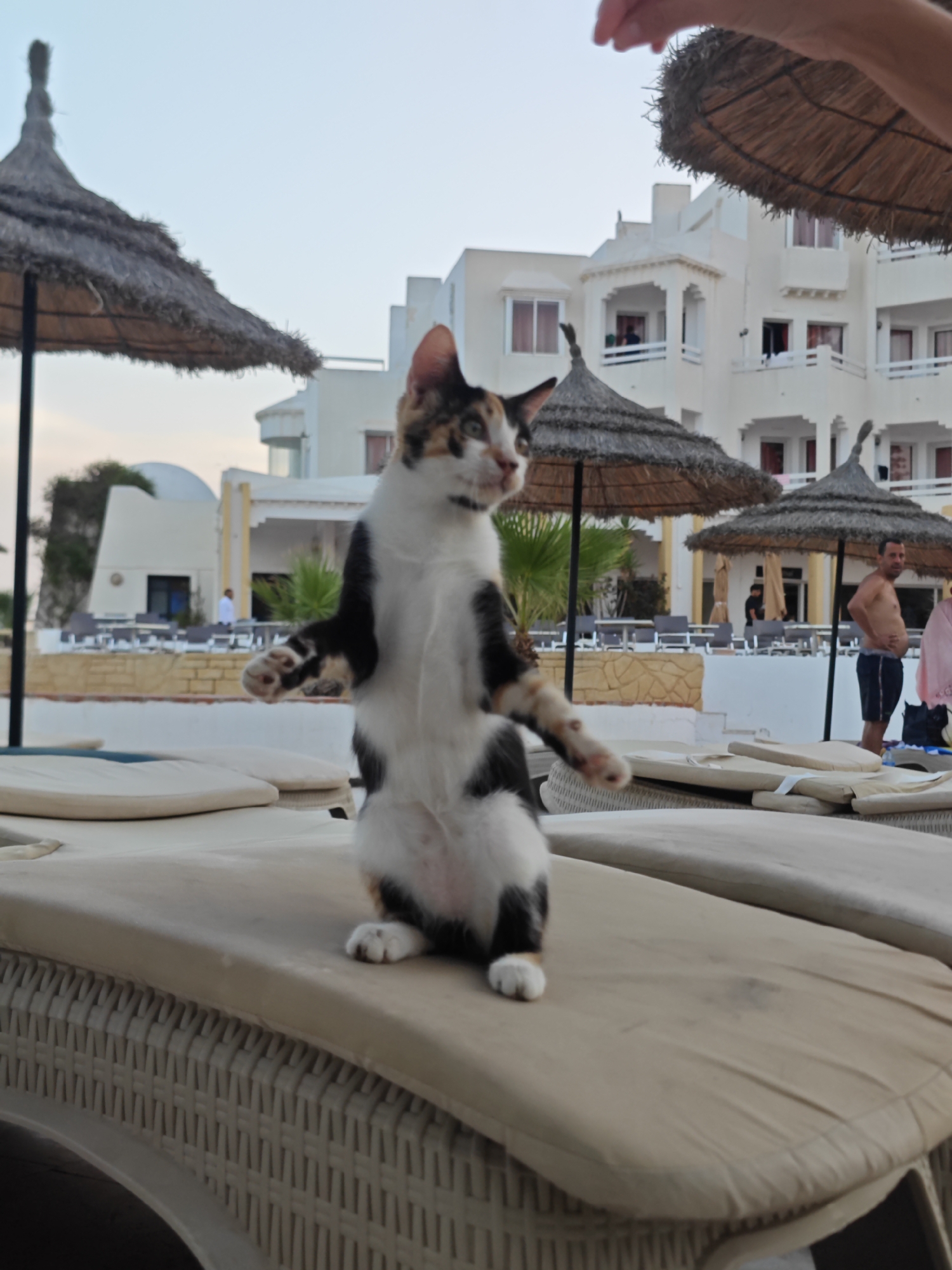 In Hiboun, Tunisia, a calico cat stands on its hind legs on a lounge chair, its front paws outstretched. The cat is positioned in the foreground, with a resort-style environment in the background. Several thatched umbrellas are visible, along with a white building with balconies and red-trimmed windows. In the middle ground, a man in blue shorts and no shirt stands near the umbrellas. A swimming pool and lounge chairs are also present. The sky is clear and pale blue.