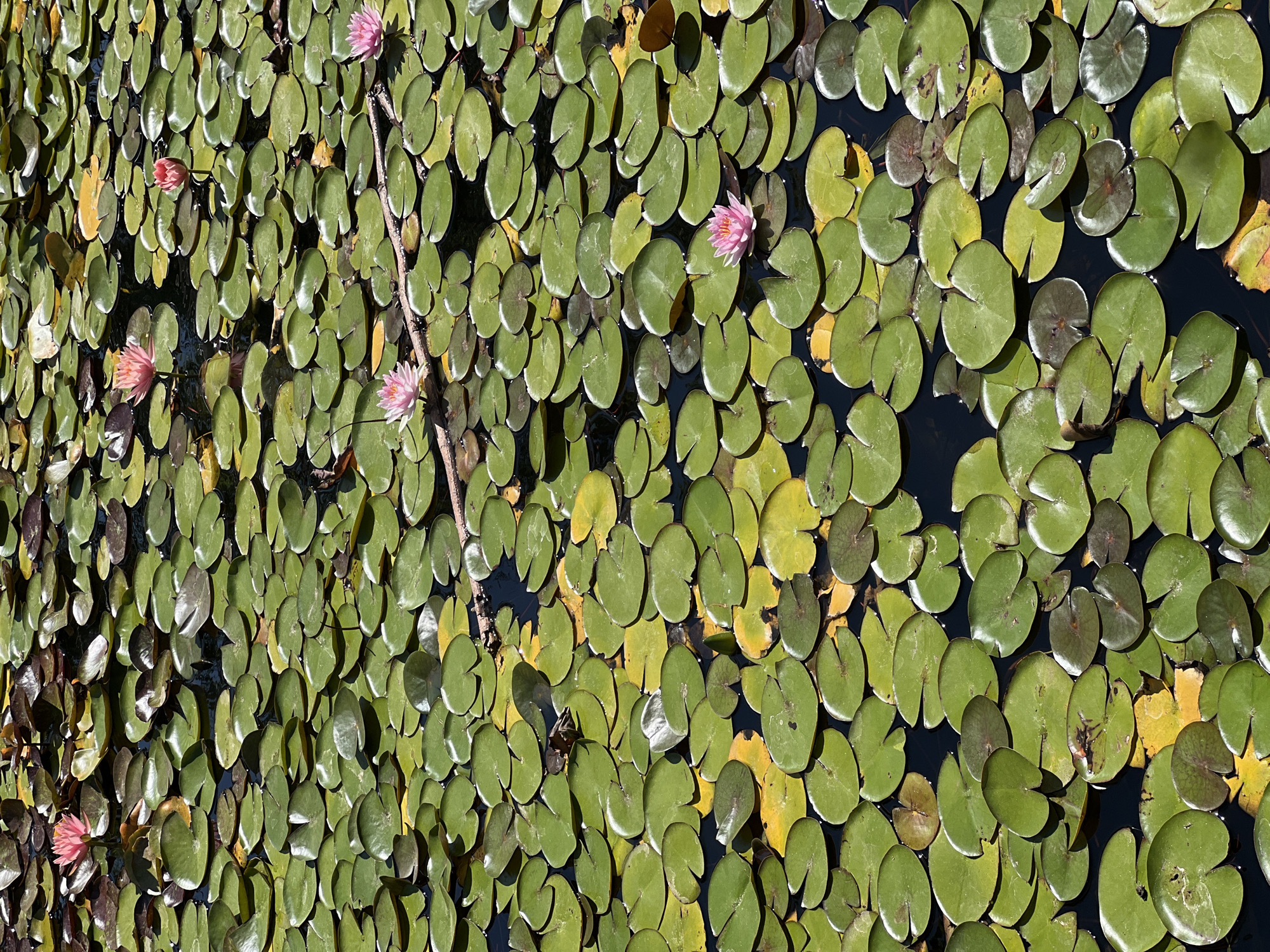 A close-up, high-angle shot captures a dense arrangement of water lily pads covering the dark water surface. Several pink water lily blossoms are scattered amongst the pads, with some fully open and others still in bud. A thin, dry branch lies horizontally across the middle of the frame, resting on top of some of the lily pads. The scene appears to be a serene pond or garden water feature, potentially located in Kiryat Bialik, Israel, given the context. The lighting suggests a sunny day, casting shadows and highlighting the textures of the lily pads and flowers.
