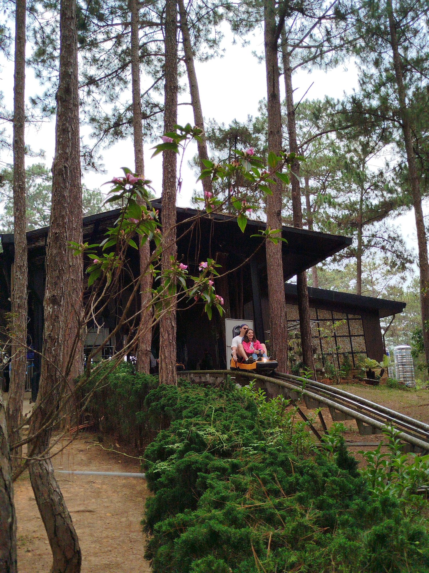 The image depicts a forested area in what appears to be a hilly or mountainous region, possibly Da Lat, Vietnam. Tall pine trees dominate the landscape. In the mid-ground, a dark, modern building with a unique angular roof stands amidst the trees. A couple is riding a rail-based cart, likely part of a roller-coaster or alpine slide attraction. The cart is yellow. Dense green shrubbery surrounds the tracks. A sign is visible near the building.