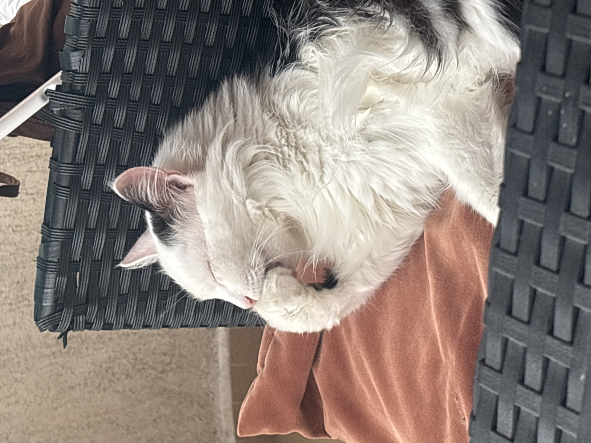 A fluffy, white cat with black markings is asleep on a peach-colored pillow. The cat is lying on its side, with its eyes closed and its paw in its mouth. It appears to be grooming itself or resting. The pillow is on a dark, woven chair. The background is a textured, beige wall. There is no indication of the cat's location within the city of Veliko Tarnovo, Bulgaria.