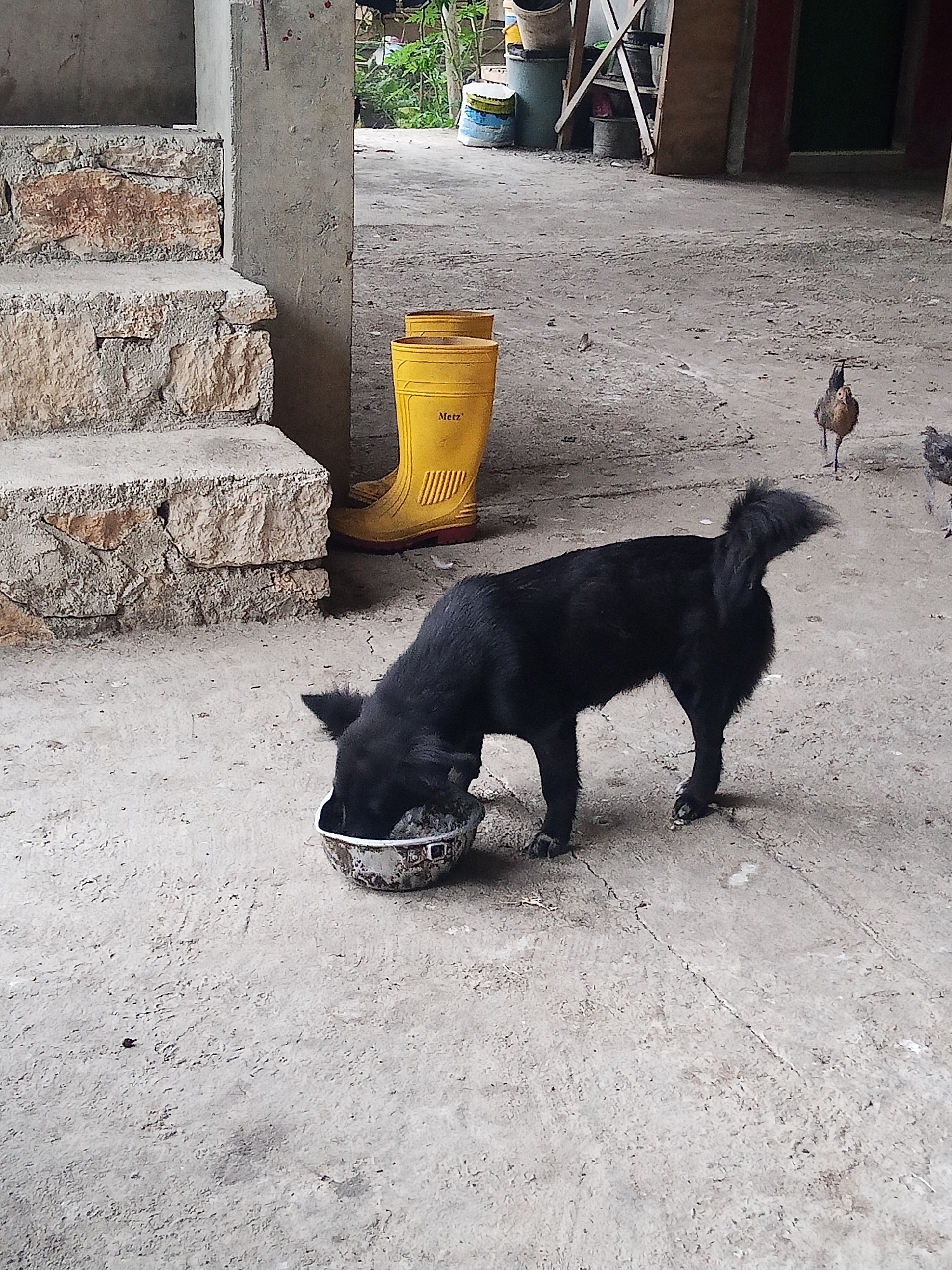The image depicts an outdoor scene in Makale, Indonesia, featuring a black dog eating from a bowl on a concrete ground. Yellow rubber boots are placed near a concrete staircase. In the background, chickens are visible, and various objects, possibly construction materials and containers, are scattered around. The environment appears to be a rural or semi-developed area.