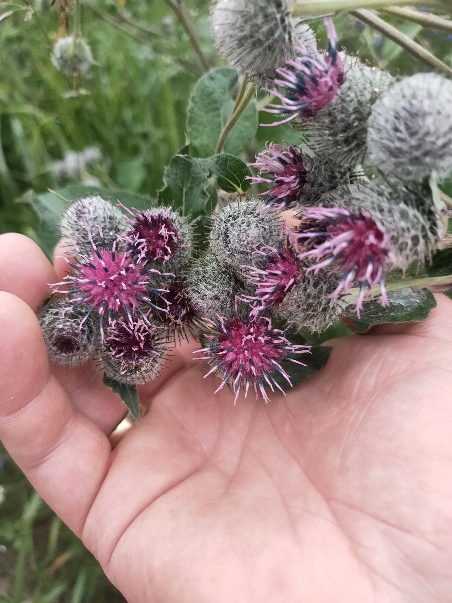 In Prawdowo, Poland, a person's open palm is presented, cradling a cluster of burdock flower heads. The burdock flower heads are spiky, spherical structures with prominent purple and pink petals emerging from a grey, fuzzy exterior. Green leaves are visible surrounding the flowers. The background consists of blurred green foliage, suggesting an outdoor, natural setting. A gold ring is visible on the person's ring finger.