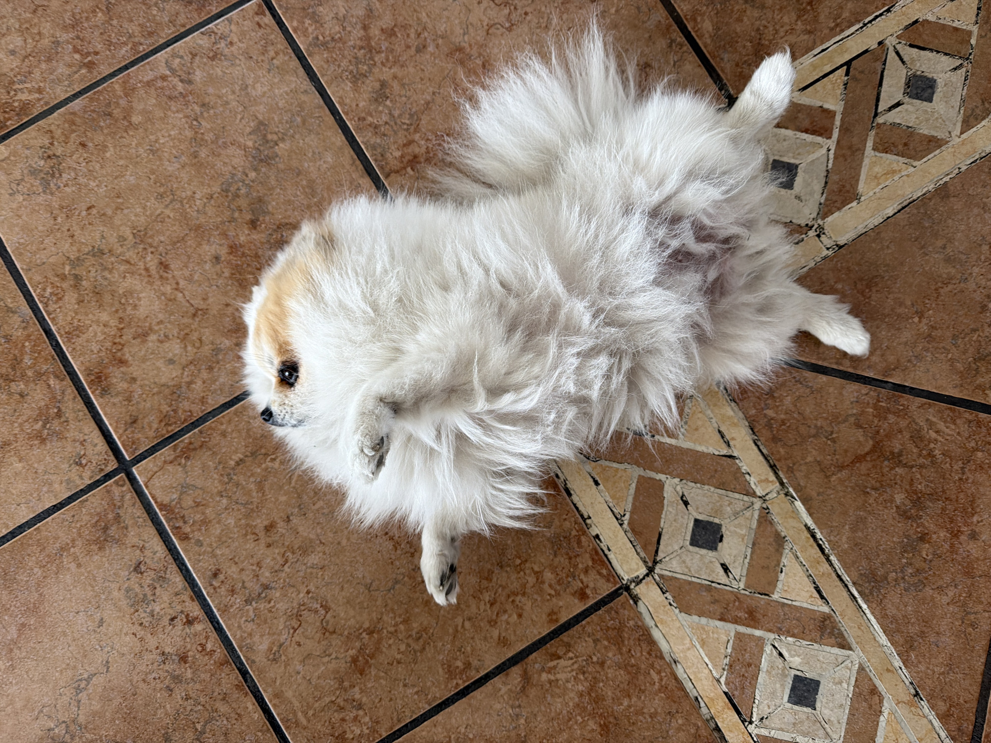 A fluffy, white and tan Pomeranian dog lies on its back on a brown tile floor. The dog is positioned diagonally across the frame, with its head near the upper left corner. Its paws are curled up, and its belly is exposed. The floor consists of two types of brown tiles: square tiles with a mottled pattern and a strip of decorative tiles with geometric designs. The location is presumed to be in Cuautla, Mexico, based on external knowledge. No people are visible in the image.