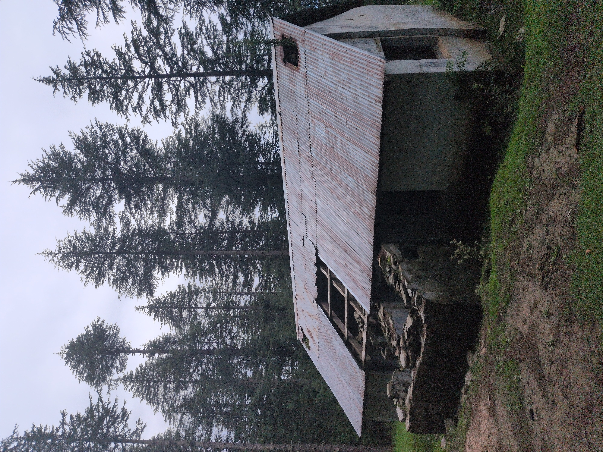The image depicts a dilapidated, single-story building with a corrugated metal roof situated in a forested area. The roof shows significant damage, with large sections missing, exposing wooden beams and debris underneath. The walls appear to be made of concrete or plaster, and some parts of the structure, particularly on the left side, have crumbled, revealing stone and rubble. The building has at least one window opening with no glass.
Surrounding the building is uneven terrain with patches of grass, dirt, and some scattered rocks. A dense forest of tall, coniferous trees, likely pines or cedars, forms the backdrop, with the sky overhead appearing overcast and a dull grey. The overall impression is one of abandonment and decay in a remote, natural setting. There are no people visible in the image. The location is specified as Chhanikkhod, India.
