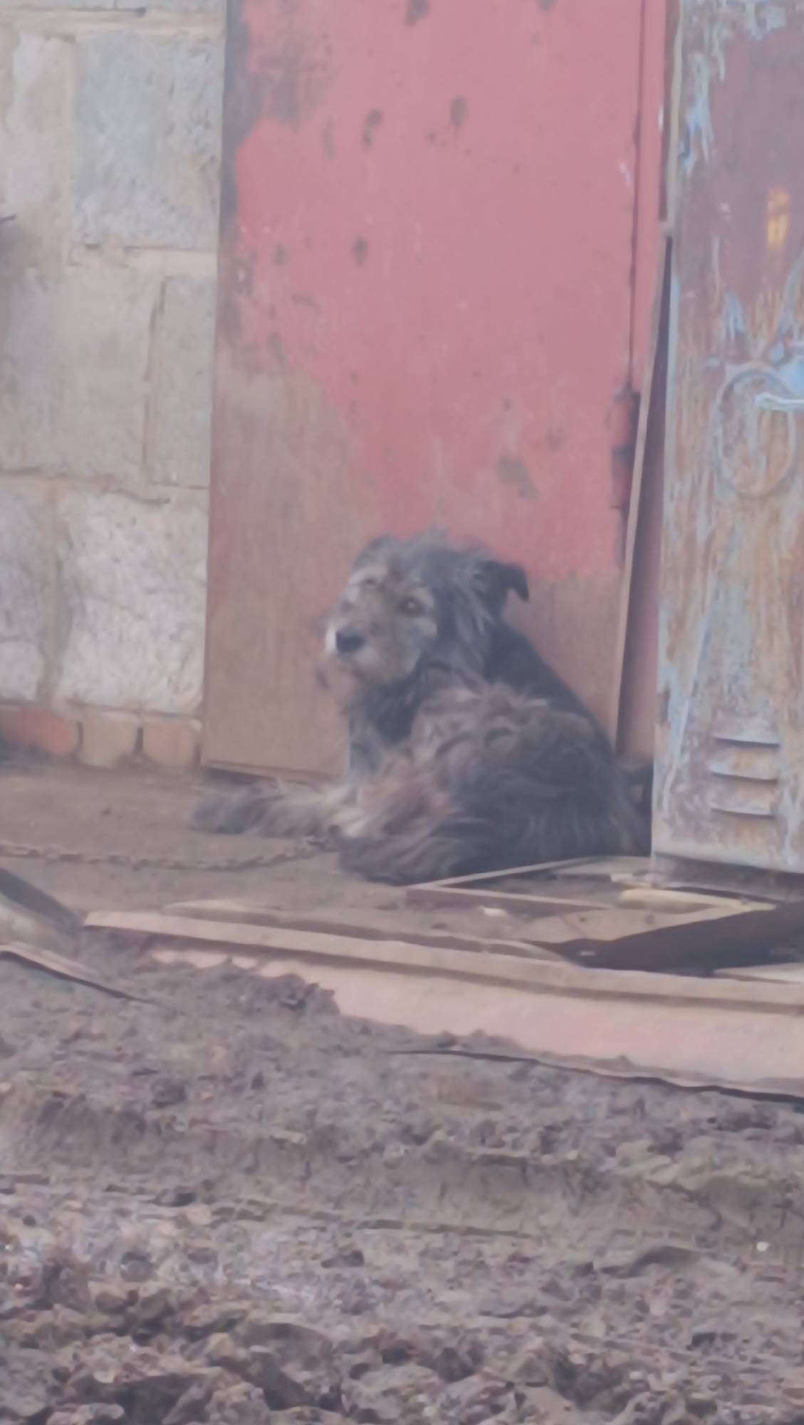 In an outdoor environment, a medium-sized, scruffy, dark-haired dog lies on the ground next to a weathered red metal door. The dog is chained to the ground. The ground appears to be dirt and debris, with some wooden planks scattered around. To the left of the dog is a rough stone wall. The scene suggests an urban or semi-urban setting, possibly a yard or alleyway. There are no people visible in the image. The time of day is indeterminate due to lighting conditions. There is no specific information to indicate this is in Karsha, Russia.