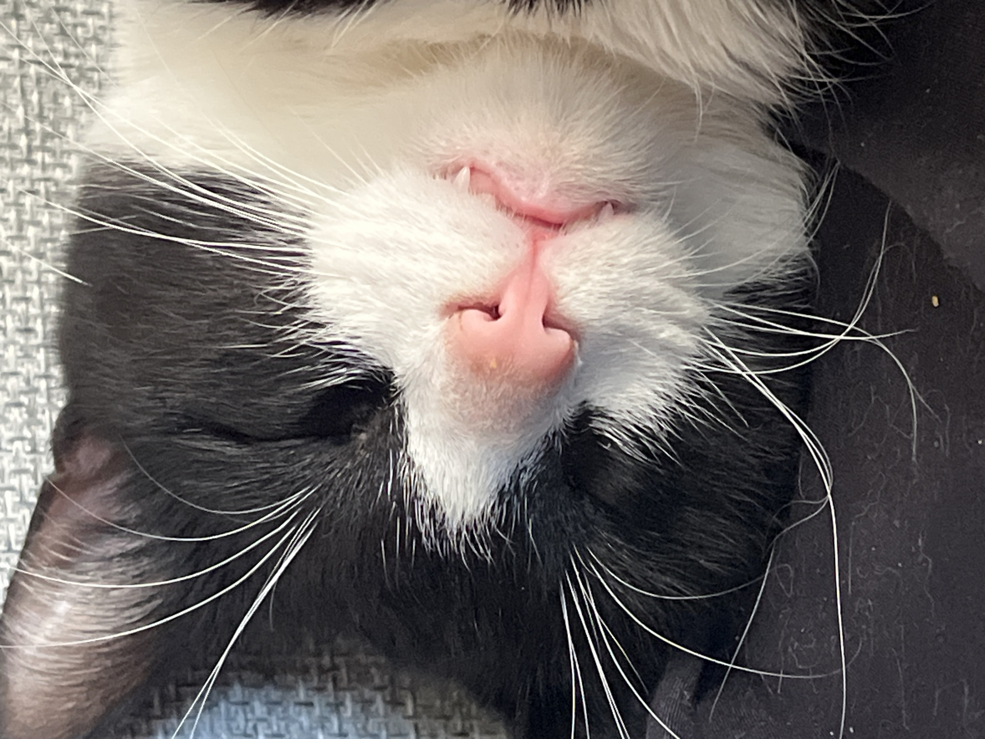 The scene depicts a close-up of a domestic cat's head, appearing to be asleep or deeply resting, located within an unspecified indoor environment in the city of Unknown, Russia. The cat exhibits black fur on the left side of its face and forehead, transitioning to white fur on the right side, around its muzzle, and under its chin, indicative of a tuxedo pattern. Its eyes are closed, suggesting a state of repose. A prominent pink, moist nose is located centrally on its face. Below the nose, two small, sharp white canines are partially visible, protruding slightly from its closed mouth. Numerous long, white vibrissae (whiskers) extend outwards from both black and white fur regions of its face, with some curving gracefully. The cat is positioned against two distinct fabric surfaces. The upper background consists of a light gray, tightly woven textile with a textured, possibly ribbed or patterned, surface. The lower foreground shows a darker, likely black, plain fabric surface, possibly a blanket or cushion. A small, light-colored crumb or piece of debris is visible on the dark fabric below the cat's chin. Lighting is uniform and soft, suggesting an indoor setting without direct harsh light.