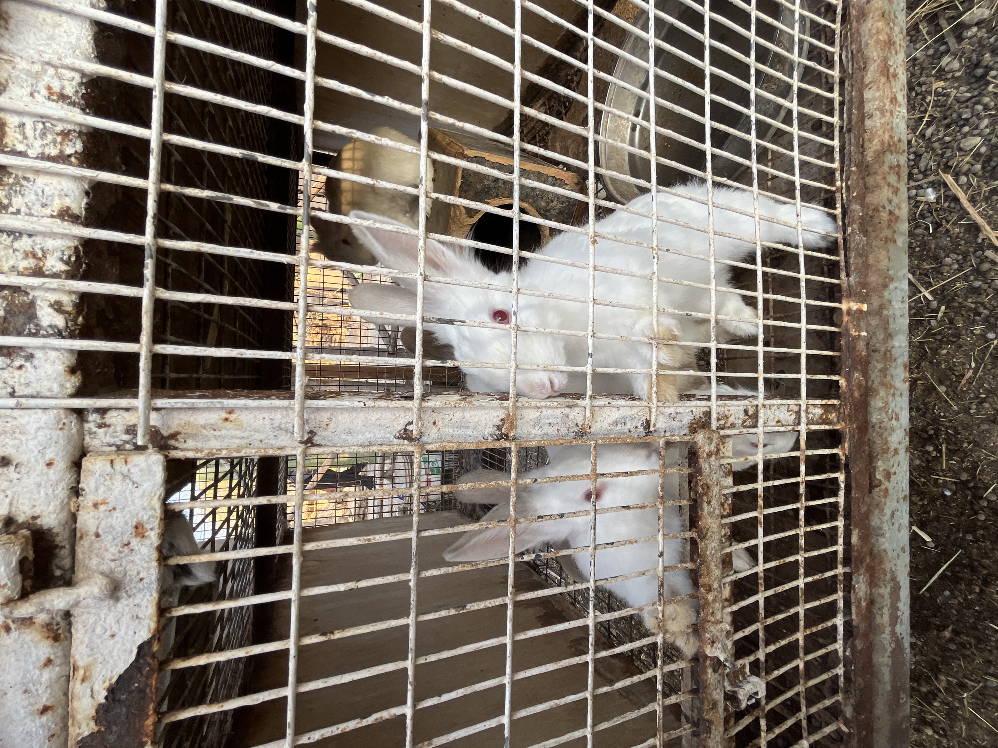 The image shows two white rabbits with red eyes in a rusty wire cage. The cage appears to be outdoors, possibly on the outskirts of Arica, Chile, considering the dirt and debris visible in the surrounding area. The cage has small spaces between the wire bars. One rabbit appears to be on top of the other or in a higher part of the cage. The photograph appears to have been taken at close range.
