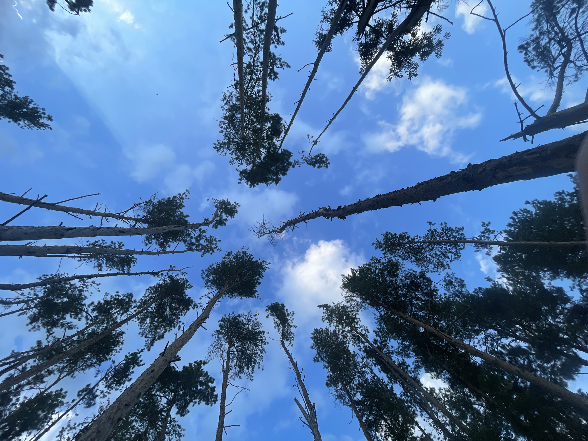 The image captures a low-angle view of tall pine trees against a bright blue sky with scattered white clouds. The trees are predominantly evergreen, with dense green foliage concentrated towards the tops of their trunks. Some trees appear to be leaning or angled, creating a dynamic composition. One tall, dead tree stands starkly in the center, its bare branches reaching upwards. The environment suggests a forest or wooded area. The image is taken from the ground, looking directly up into the canopy and sky.