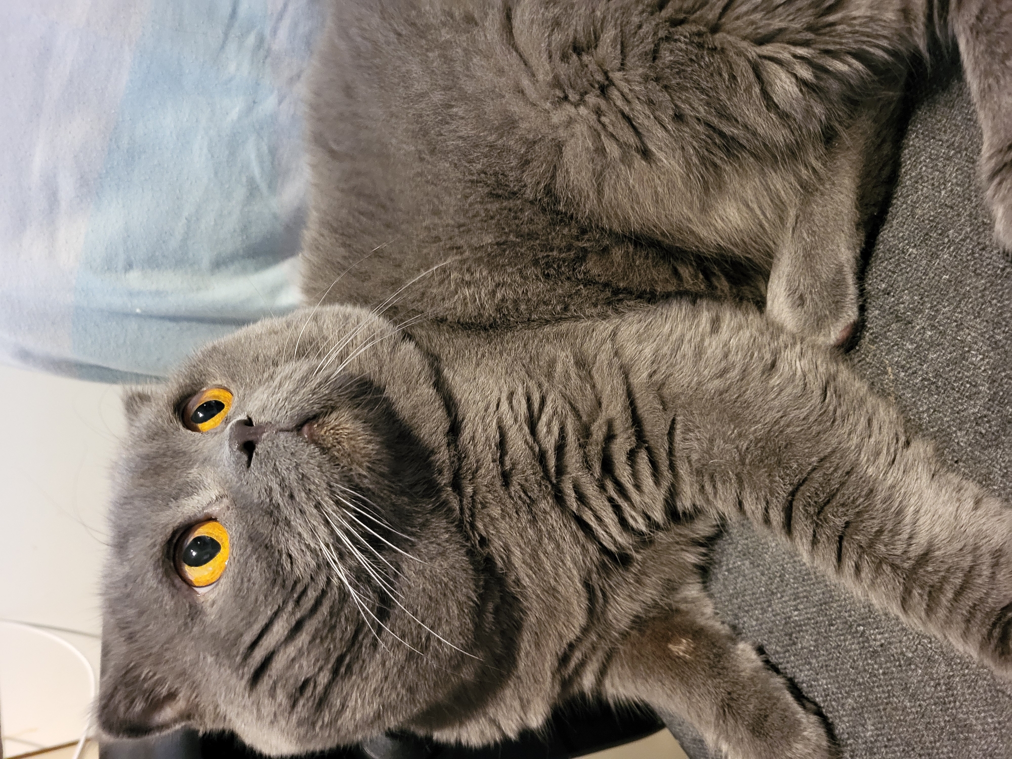 A gray cat with amber eyes lies on a light blue surface and a gray textured surface. The cat's head is tilted, and it is looking directly at the camera. The cat has long, white whiskers. The cat's fur is thick and fluffy. The location and city are unknown.