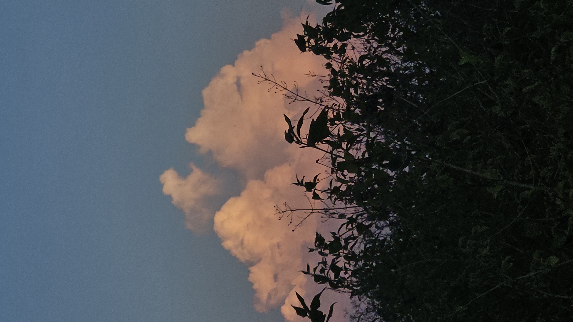 The image shows a view of the sky at dusk, possibly in Cam Lam, Vietnam. The sky is a gradient of light blue to slightly darker blue. A large, pink-tinged cloud formation is prominent, contrasting with the sky's colors. A silhouette of dense foliage, likely trees or bushes, is visible on the right side of the frame, partially obscuring the cloud. The image is oriented sideways.