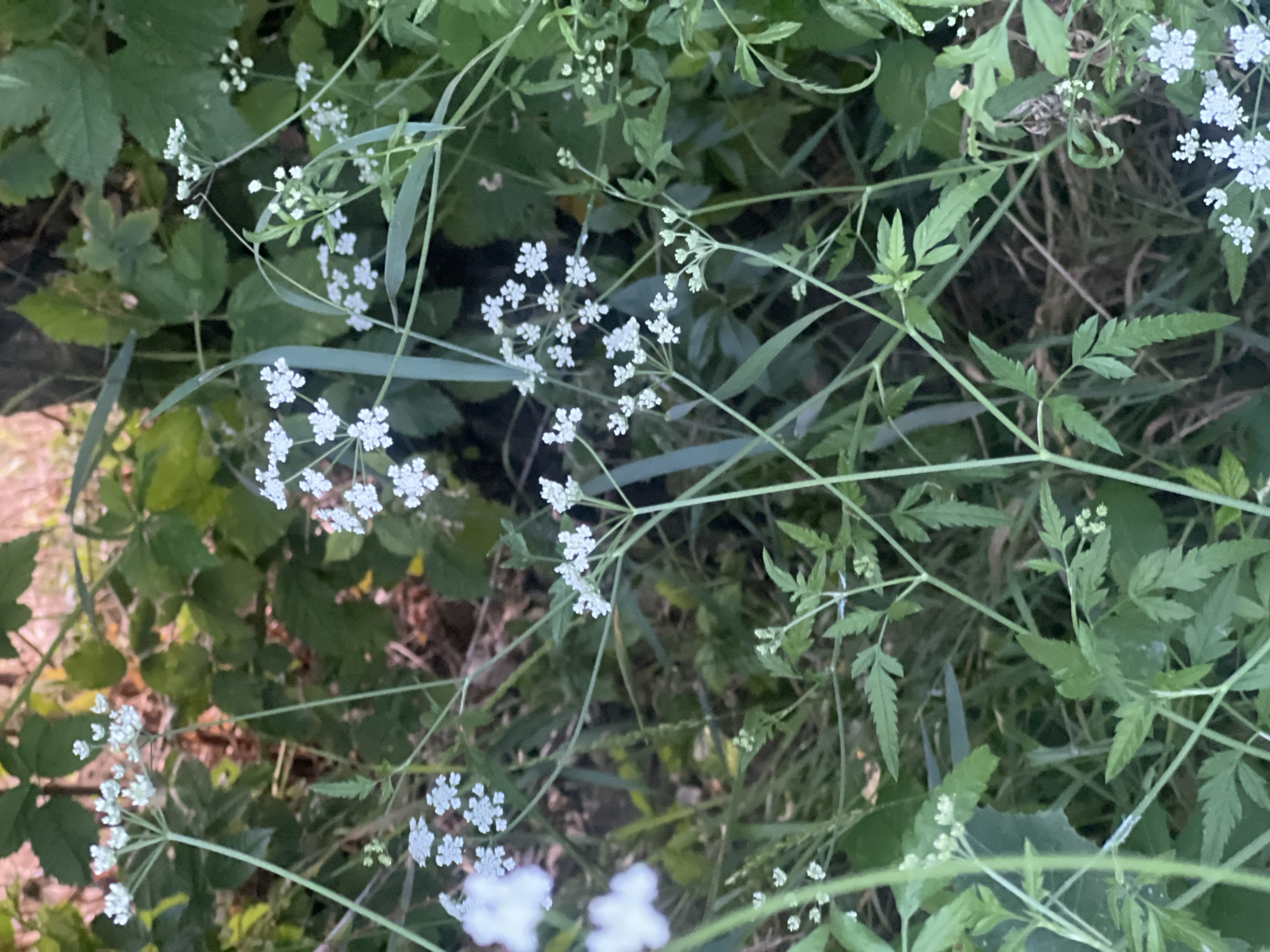 The image is a close-up, eye-level shot of wild plants with small white flowers, likely taken outdoors in a natural setting. The foreground is dominated by delicate, lacy foliage and clusters of tiny white blossoms, some of which are slightly out of focus. The plants appear to be growing in a densely vegetated area with a mix of green leaves and dried grasses or twigs visible in the background. The lighting suggests it may be late afternoon or early evening, with soft shadows. No people or animals are visible. The scene is consistent with a natural area, such as a meadow, field edge, or woodland undergrowth, which could be found in or around Bârnova, Romania.
