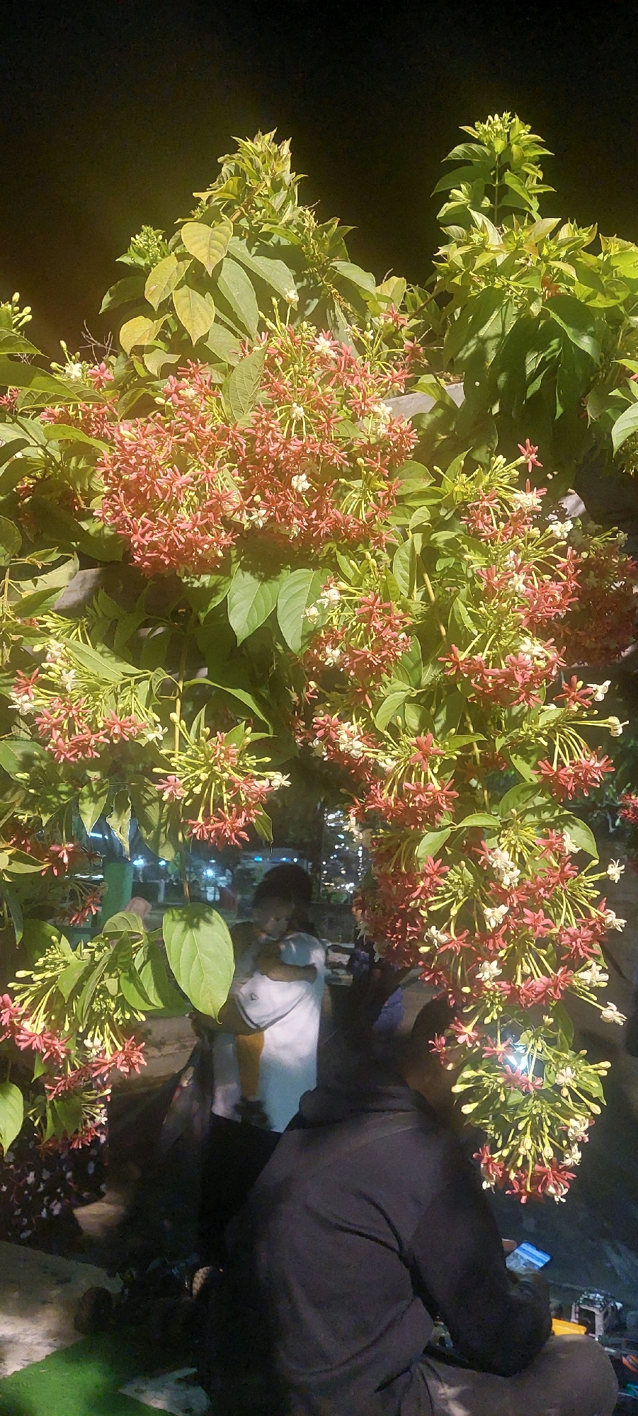 The image depicts a nighttime scene in Lumajang, Indonesia, illuminated by artificial lights that highlight a large flowering plant with clusters of small, star-shaped flowers, predominantly in shades of red and white, amidst lush green foliage. In the foreground, a person is seated, wearing a black hooded sweatshirt and dark pants, looking down at a mobile phone. To the left, another individual, possibly a child, is being held by an adult wearing a white shirt. The background is dark, with blurred lights suggesting a street or market setting. The overall atmosphere is casual and communal, with people gathered around the flowering plant.