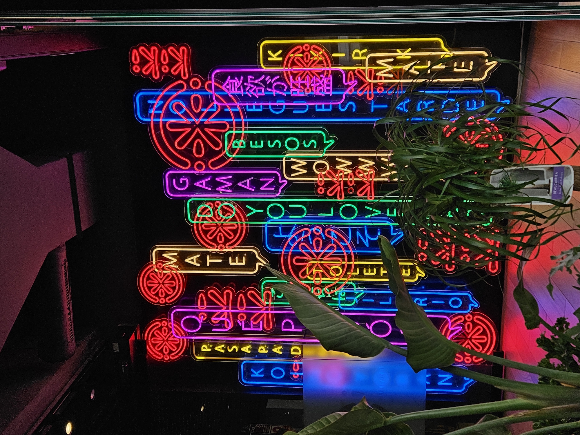 This media file presents a vibrant, multi-colored neon sign display illuminating a dark interior, likely a restaurant, bar, or entertainment venue in Santa Cruz De Tenerife, Spain. The signs feature a lively mix of text in various languages and stylized circular patterns resembling flowers or wheels.
The predominant colors of the neon lights are red, blue, green, yellow, pink, and purple, arranged in a dynamic, overlapping composition. Visible English text includes "Kiki," "GUESTARE," "BESOS," "WOWWW," "GAMAN," "DO YOU LOVE:", "MATE," "PASAPAD," "KO," and "RIO." A purple neon sign displays Japanese characters "食欲が旺盛," meaning "good appetite" or "hearty appetite."
Lush green foliage from several plants partially frames and obscures parts of the neon art, adding a natural contrast to the artificial glow. A plant pot is visible on the right, bearing the label "BEAUCARNEA" with smaller text "Jubas Palm." The scene is brightly lit by the signs themselves, casting colorful hues on the dark background and creating an energetic, modern, and inviting atmosphere. The image captures the aesthetic of a trendy, urban establishment. No people or specific activities are depicted, focusing solely on the decorative lighting and botanical elements.