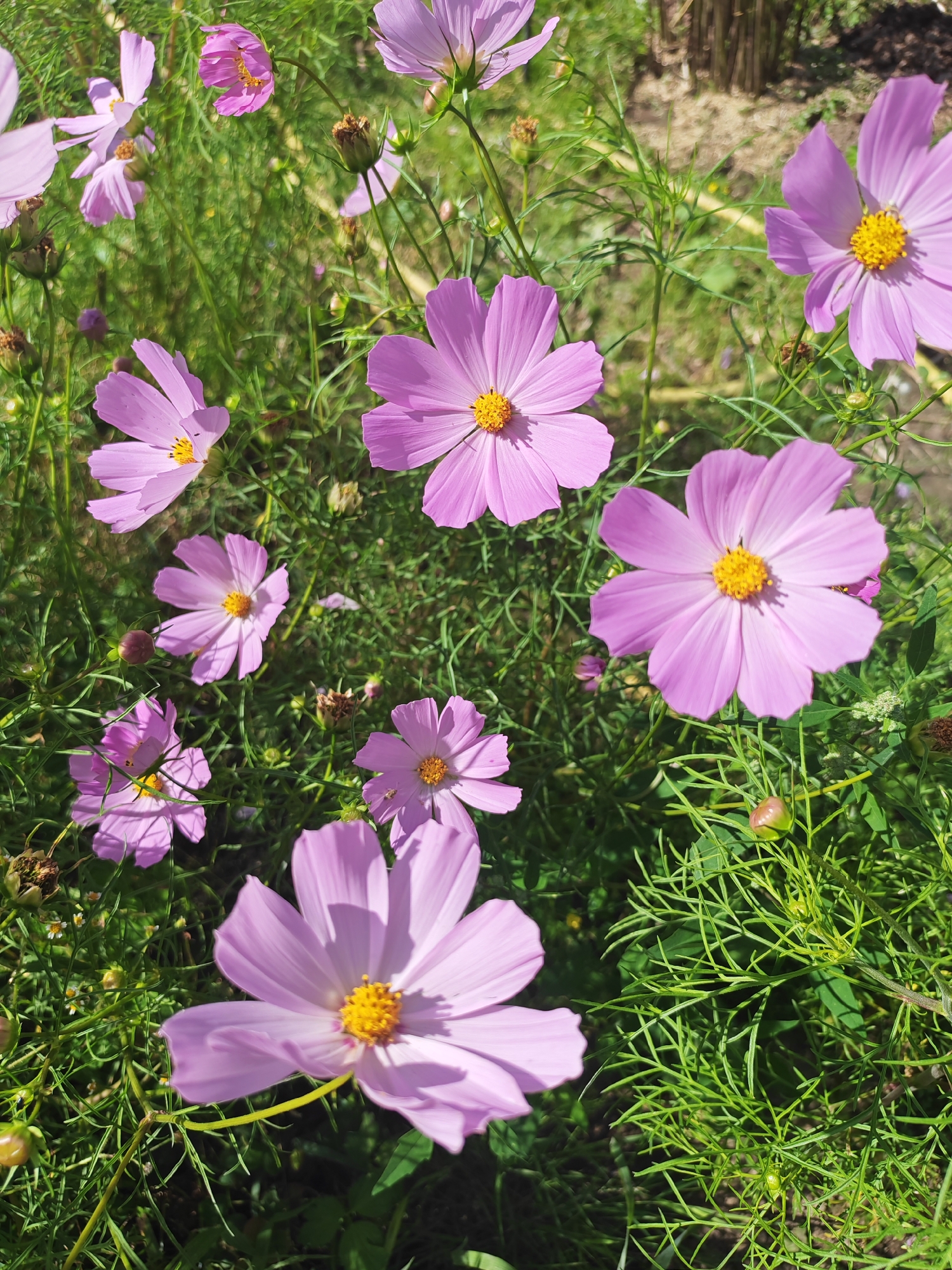 The image shows a cluster of pink cosmos flowers in a garden. The flowers have delicate, ray-like petals and bright yellow centers. They are surrounded by lush green foliage and grass, with some dried flower heads and buds also visible. The lighting suggests it is daytime, with sunlight casting shadows on the petals and leaves. The scene appears to be a naturalistic garden setting, likely outdoors. The location is specified as Ждановіцкі сельскі Савет, Belarus.