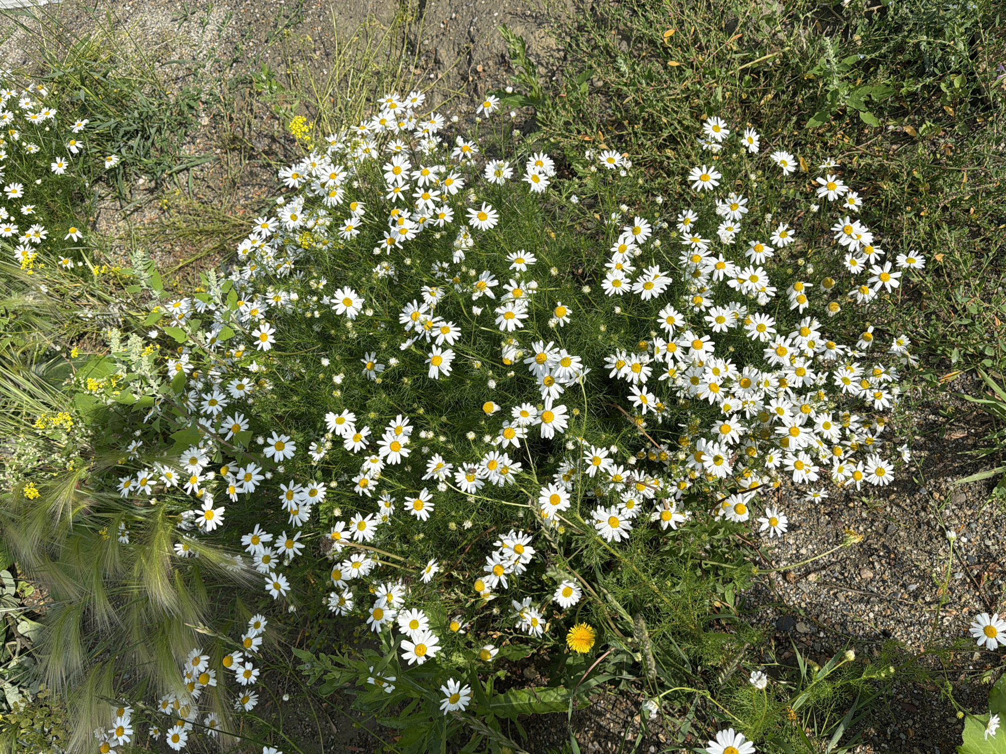 The image shows a close-up, overhead view of a patch of wild daisies and other greenery growing amongst gravel and dirt. The daisies are the dominant subject, with their white petals and yellow centers clustered together. Some of the daisies are in full bloom, while others are still in bud. The greenery is varied, with some feathery grasses and darker, more leafy plants. The ground is a mix of small stones and dark soil, with some areas appearing more dry and dusty than others. The lighting suggests it is daytime, likely sunny, as indicated by the bright white of the petals and the shadows cast. No people or man-made structures are visible, suggesting a natural or semi-natural outdoor setting.