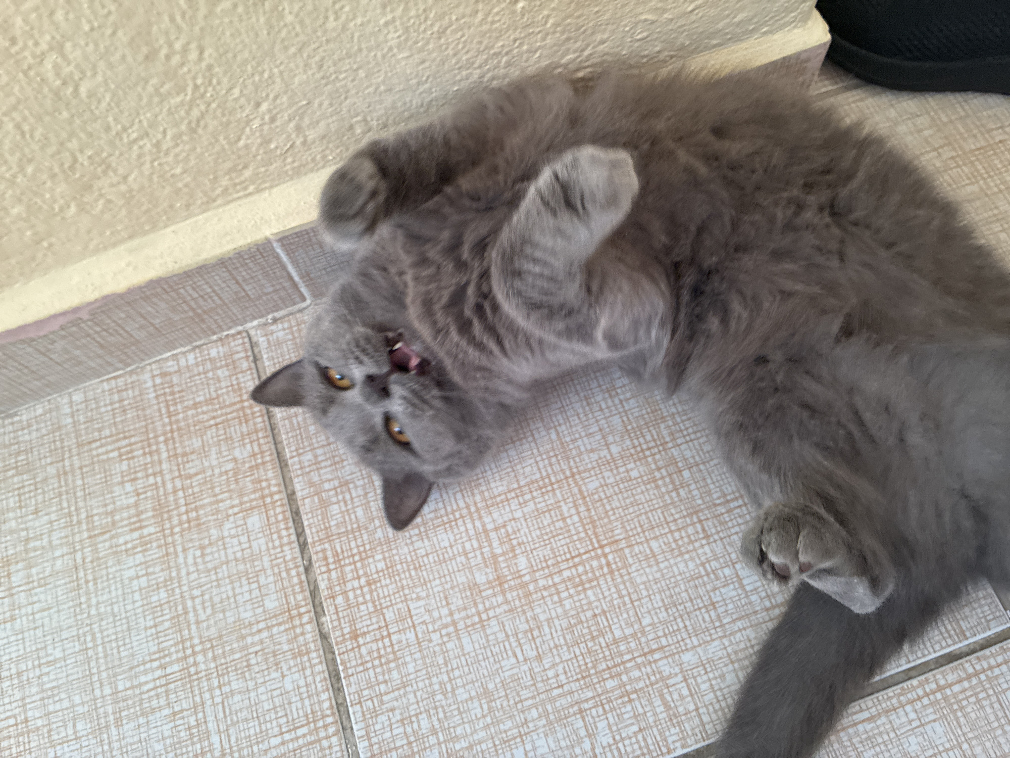 A British Shorthair cat is lying on its back on a tiled floor, its paws extended. The cat has gray fur, orange eyes, and its mouth is open, revealing its teeth and tongue. The background consists of a tiled floor and a textured wall. The image was taken in Alanya, Turkey.