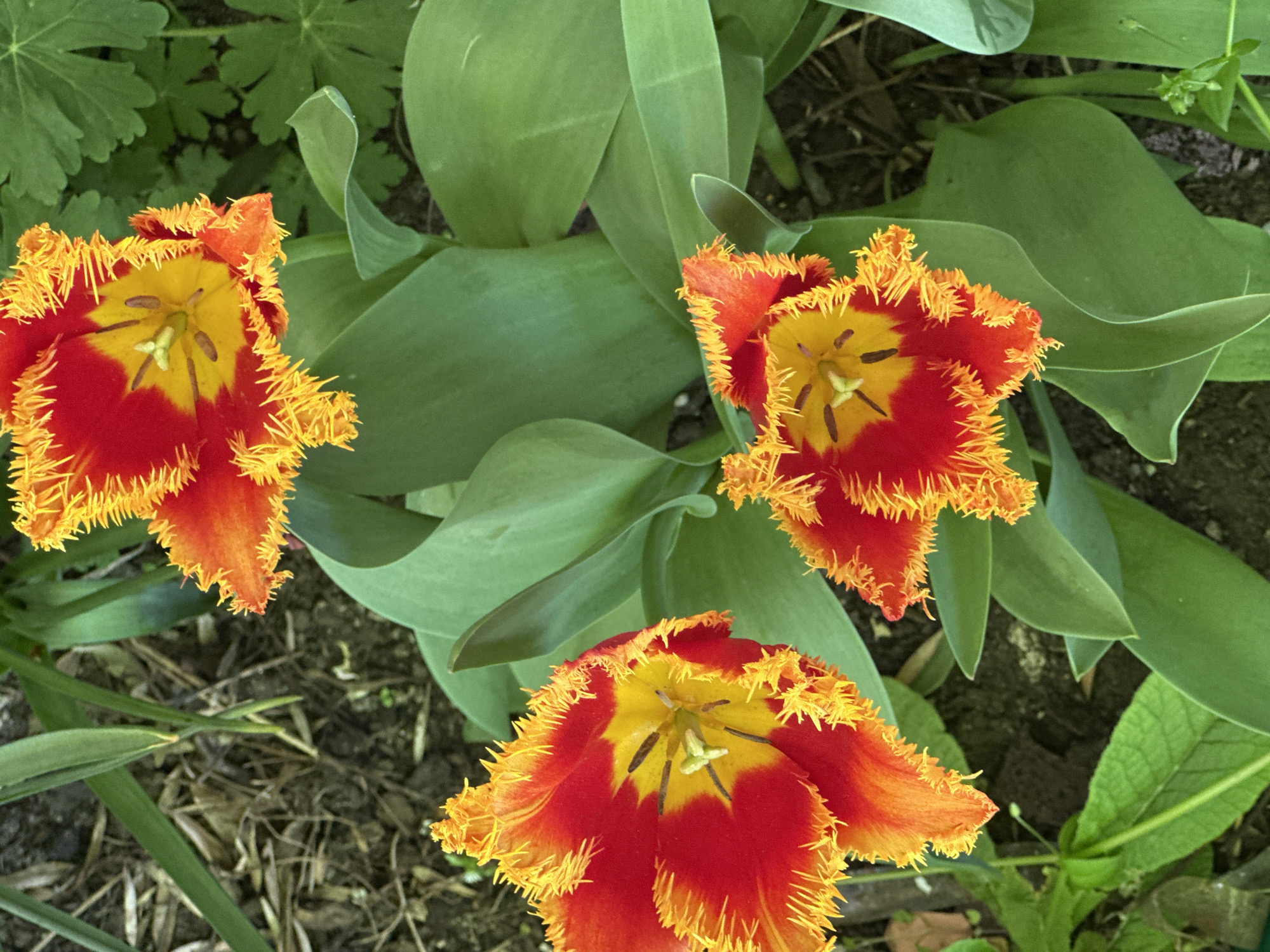 A high-angle, eye-level shot depicts three red and yellow fringed tulip flowers. The flower petals display a gradient from red at the base to orange at the tips, with bright yellow fringes. The flower centers are yellow with visible stamens and pistils. The flowers are surrounded by broad, green leaves. The background consists of garden soil and other foliage. The location is possibly in Sofia, Bulgaria.