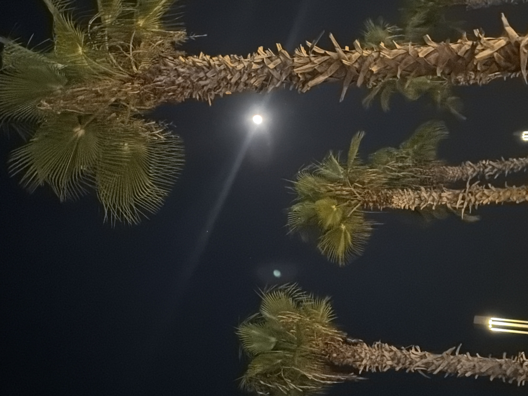 In Konyaaltı, Turkey, at night, the sky is dark with a bright full moon visible. Several palm trees are prominent in the foreground, their fronds illuminated by unseen lights. One palm tree in the center right of the image is particularly large and detailed, showing its rough, textured trunk. Other palm trees are scattered throughout the scene, some with more distinct green fronds. A light source, possibly a street lamp or architectural lighting, is visible in the lower left corner of the image, emitting a bright white and yellow glow. The overall atmosphere is serene and tropical.