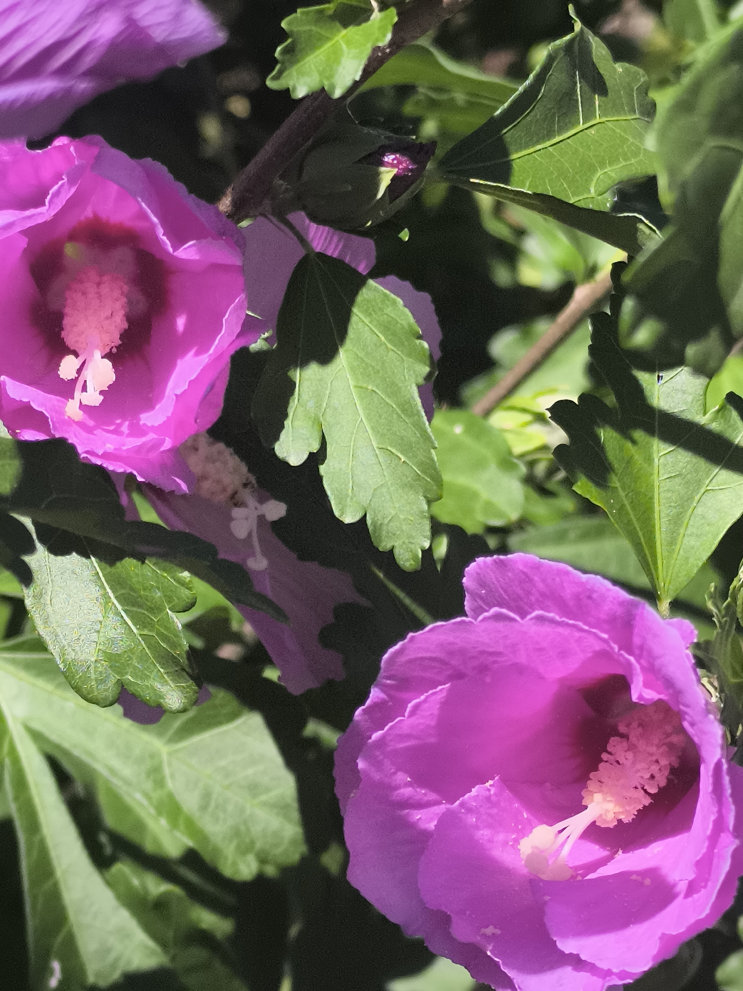 The image shows a close-up of bright pink hibiscus flowers and green leaves, with a dark background. The flowers are in full bloom, with visible stamens and pistils. The leaves are broad and serrated. The lighting suggests it is daytime, with shadows cast on some of the leaves. The scene is likely an outdoor garden or natural setting. There are no people visible in the image, and no actions or interactions are depicted. The location of Dobrogea Veche, Moldova is not discernible from the visual information provided in the image.
