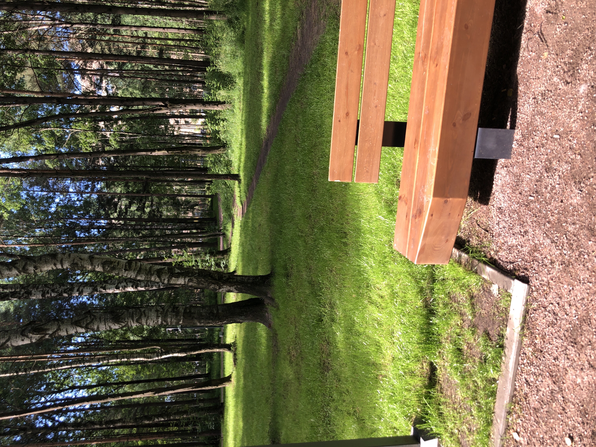 The image depicts a park scene in Saint Petersburg, Russia, featuring a wooden bench in the foreground. The bench is made of light-colored wood with a smooth finish and is supported by black metal legs. It is situated on a bed of reddish-brown gravel. To the left of the bench, a section of green grass is visible, bordered by a concrete edge.
The background is dominated by a dense forest with tall, slender trees, primarily birches with their distinctive white and black bark, interspersed with other tree species. Sunlight filters through the canopy, creating dappled light and shadows on the vibrant green grass. A winding dirt path is visible in the mid-ground, leading into the forest. In the distance, through a gap in the trees, a multi-story building with windows can be seen, suggesting the park is located within or on the outskirts of an urban area. The sky is partly visible through the trees, appearing bright and clear. No people are present in the image.