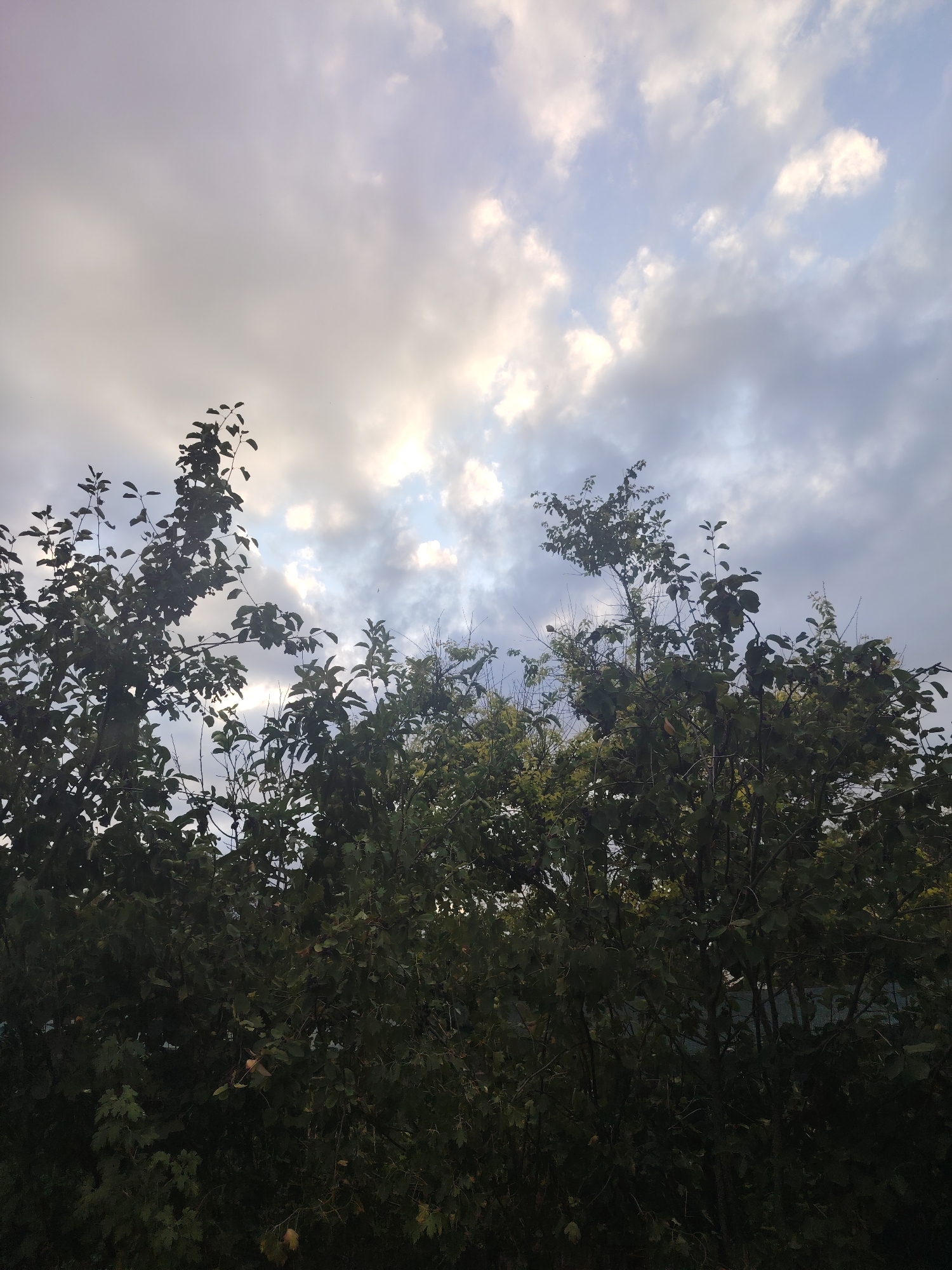 A low-angle shot captures the tops of dense, dark green trees against a cloudy sky. The sky is a mix of pale blues and grays, with patches of brighter light suggesting the sun is behind the clouds. The trees fill the lower two-thirds of the frame, with their branches and leaves obscuring much of the background. The image appears to be taken outdoors in a natural setting, possibly in the city of Степное, Russia.