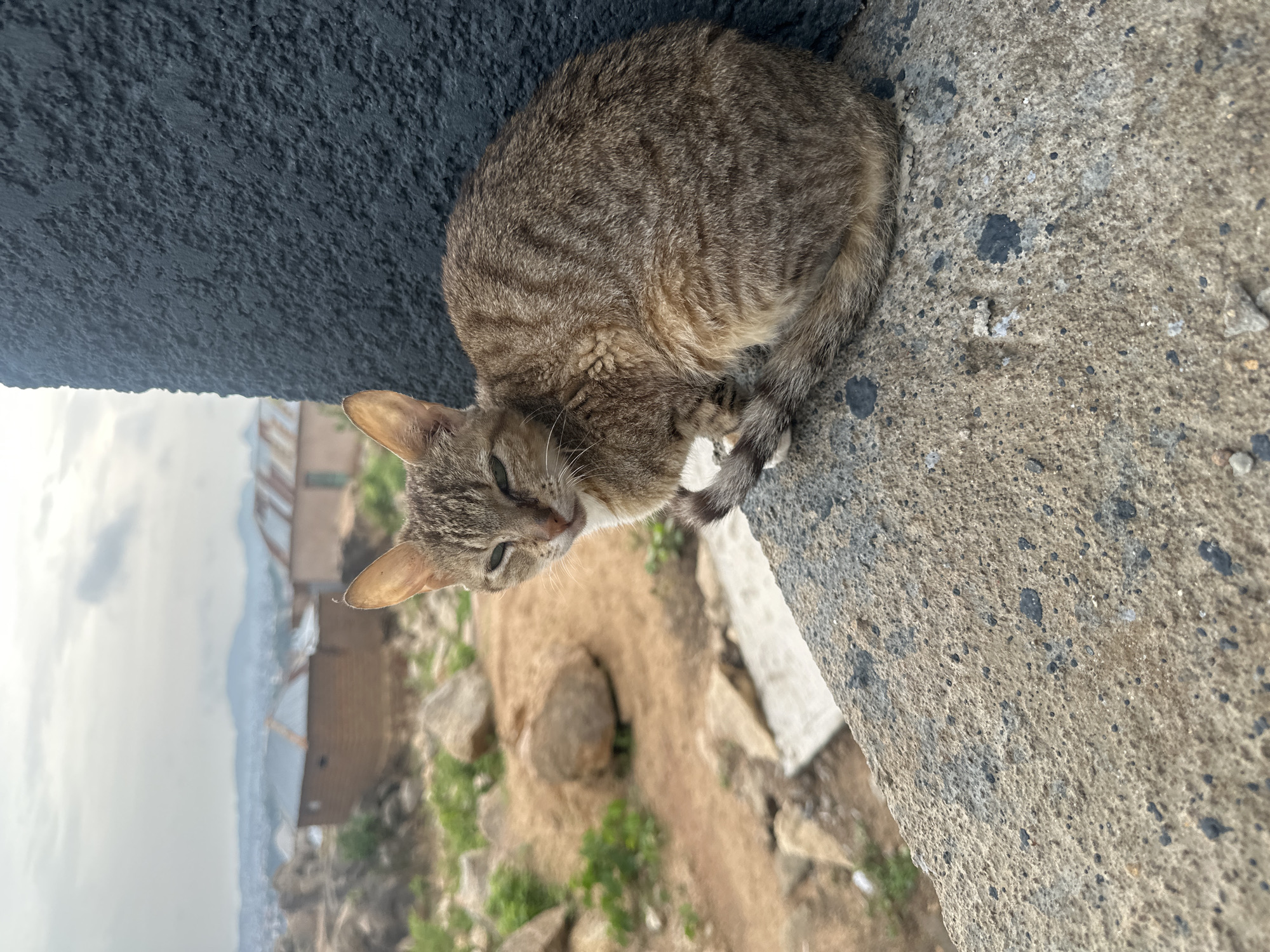 A gray tabby cat is perched on a concrete ledge, its tail curled around its body. The cat is positioned near a dark gray wall, and below the ledge is a view of Jos, Nigeria. The background shows buildings, greenery, and a distant, overcast sky. The foreground also includes rocky, grassy terrain.