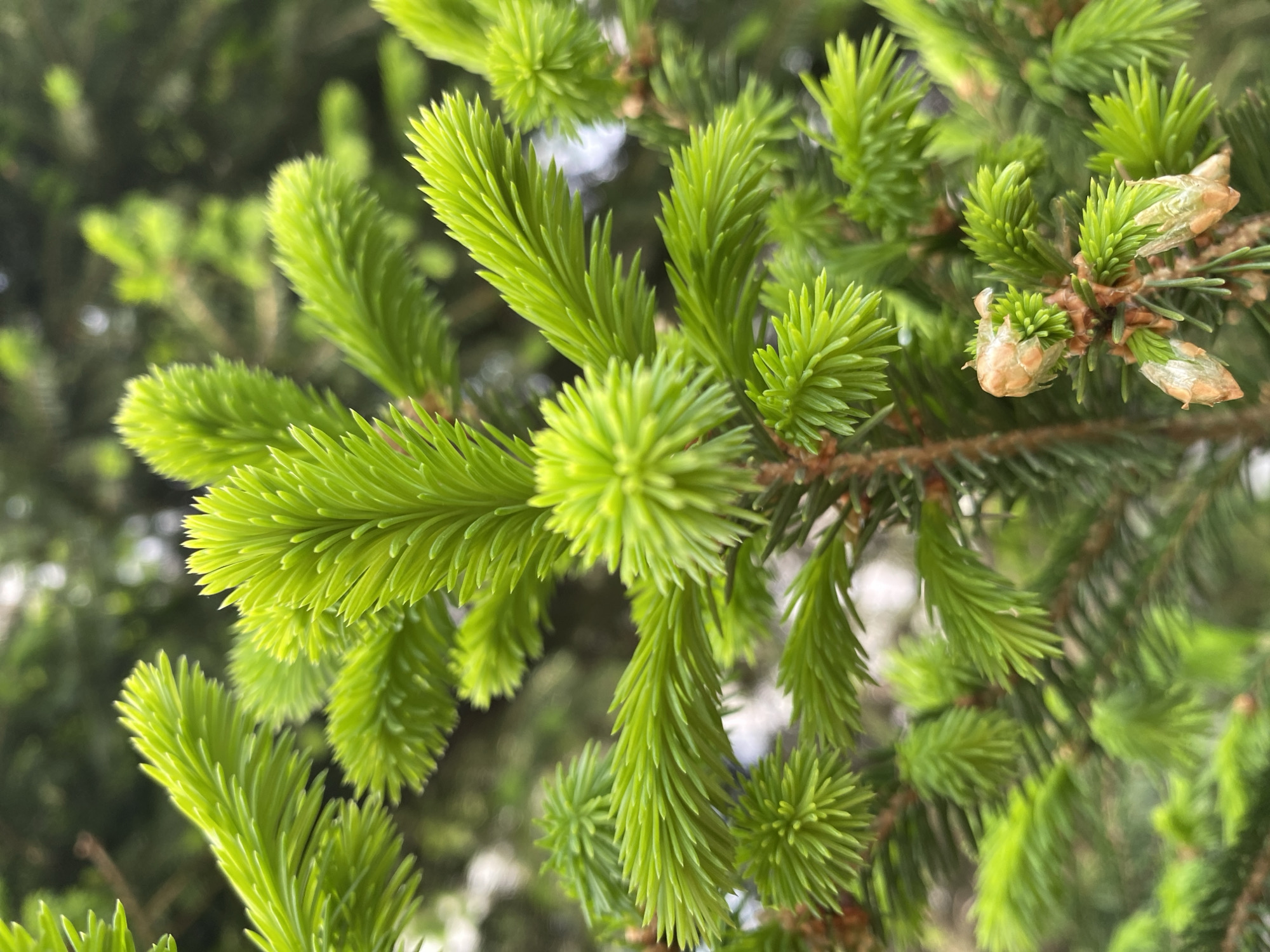 The image shows a close-up of a spruce tree branch with vibrant green needles and light brown cones. The needles are densely packed and radiate outwards from the branch. The cones are small and located near the base of the needles. The background is blurred, suggesting a shallow depth of field. The location is not discernible from the image, and there is no indication of it being in Votkinsk, Russia. There are no people, actions, or interactions visible in the image. The environment is a natural one, focused on the spruce tree.