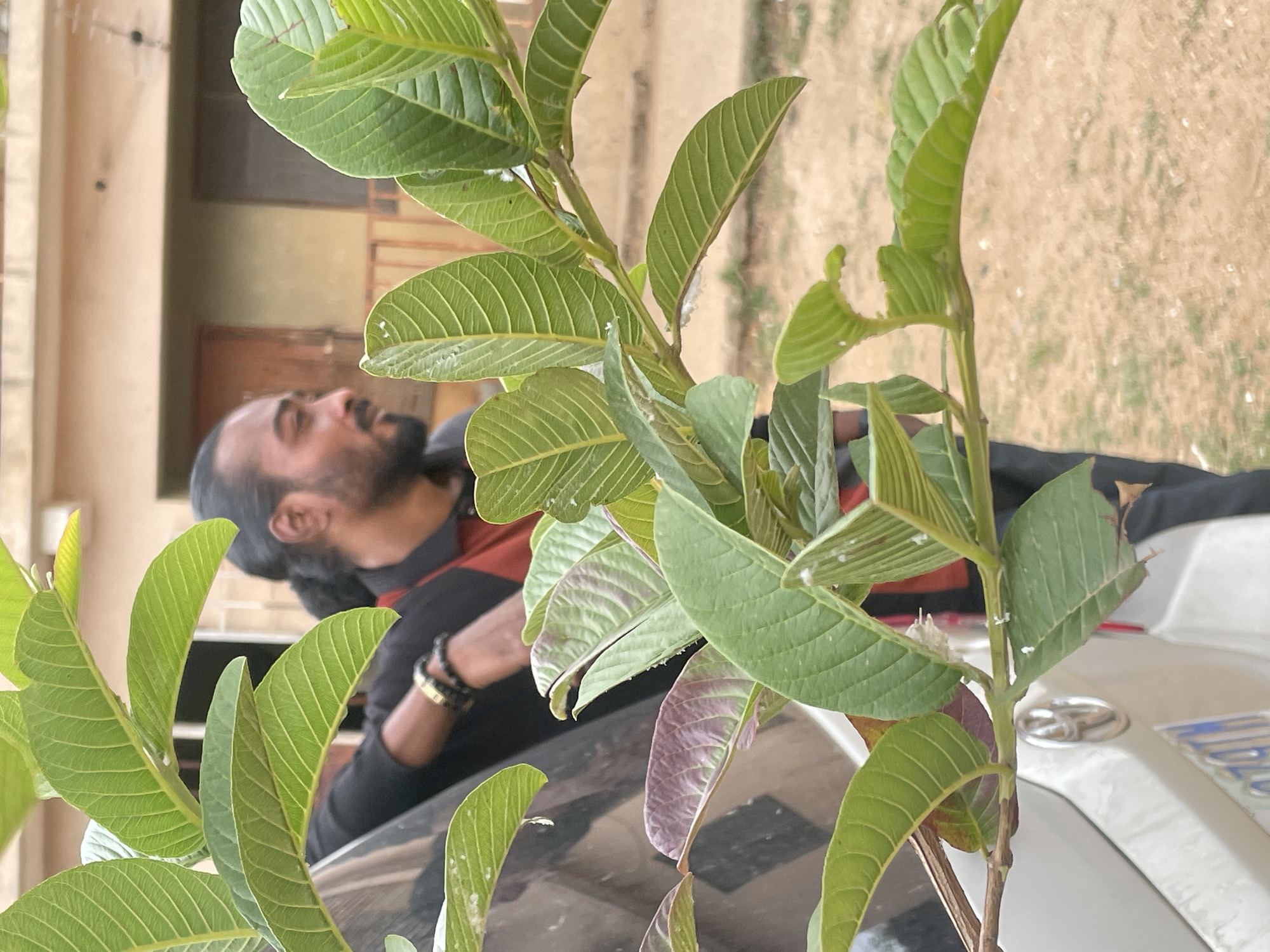 A medium shot, taken outdoors in daylight, presents a guava plant in the foreground. The plant is characterized by its light green leaves with distinct venation patterns. Some leaves show a purplish hue near the base. Small white spots are visible on some of the leaves and stems.
Behind the plant, a man with dark hair pulled back into a bun is visible. He is wearing a black and red shirt and has bracelets on his left wrist. The background also shows a building with tan-colored walls and a sandy ground. A portion of a white vehicle is visible on the right.
Based on visual clues and the prompt, the location is likely in the city of Jos, Nigeria.