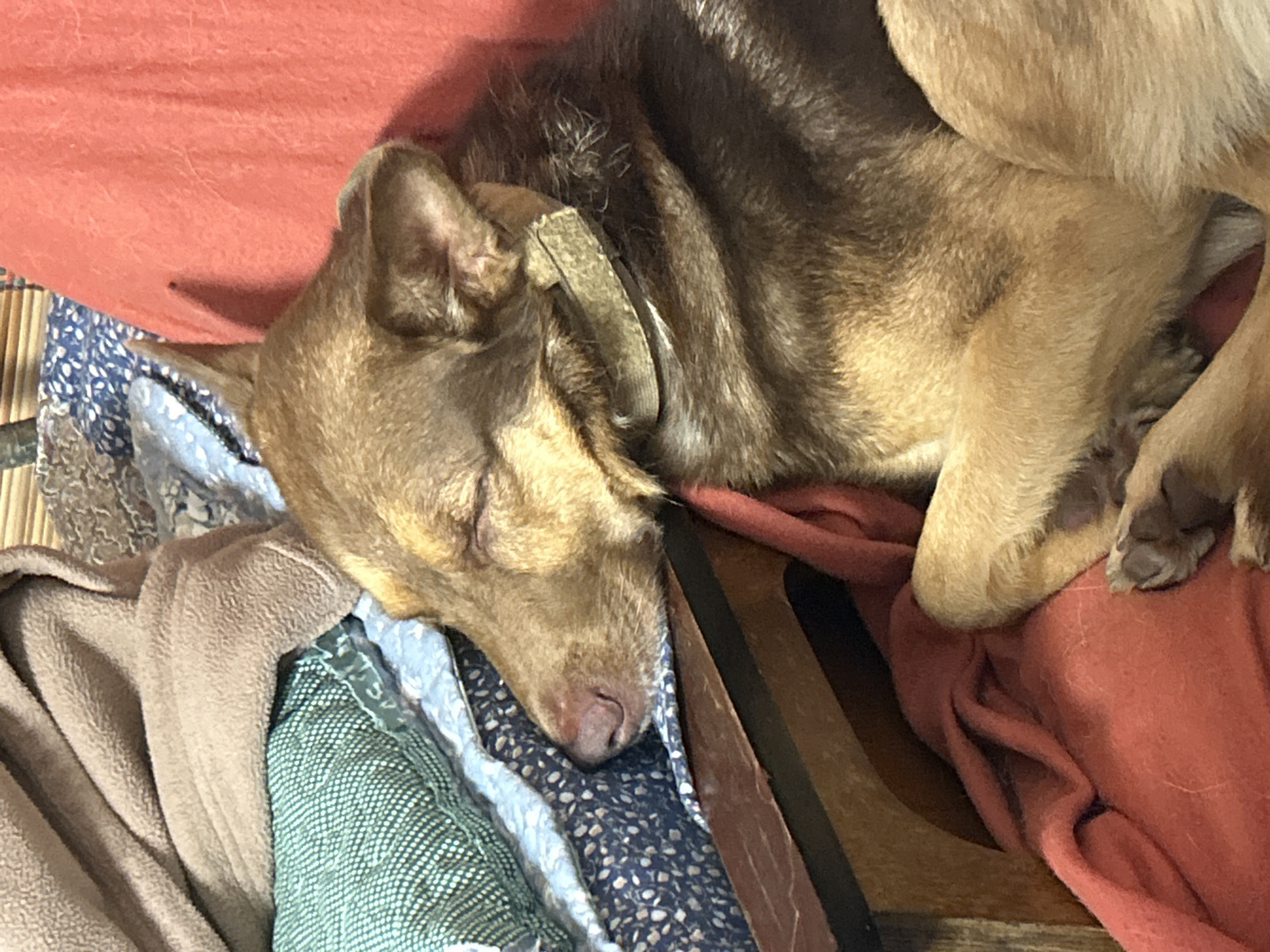 A medium-sized dog with brown fur is sleeping on a pile of blankets in an indoor setting. The dog is curled up, with its head resting on the blankets. The blankets are various colors and patterns, including beige, green, and blue with white polka dots. A wooden chair frame is visible beneath the dog and blankets. The scene appears to be a domestic environment.