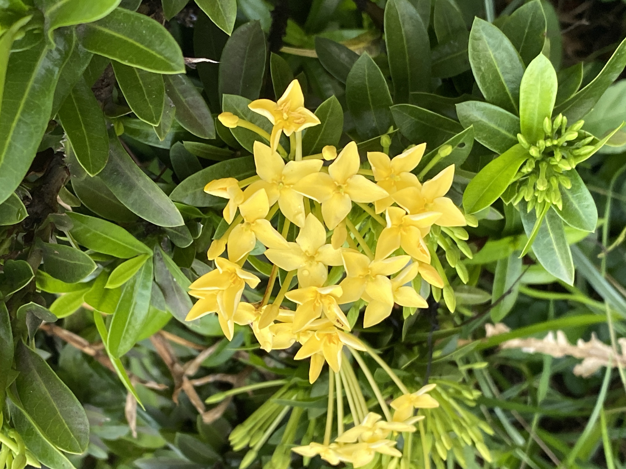 The image shows a cluster of yellow Ixora flowers surrounded by green foliage. The flowers have a star-like shape with four petals. Some flower buds are also visible. The location is Davao City, Philippines.