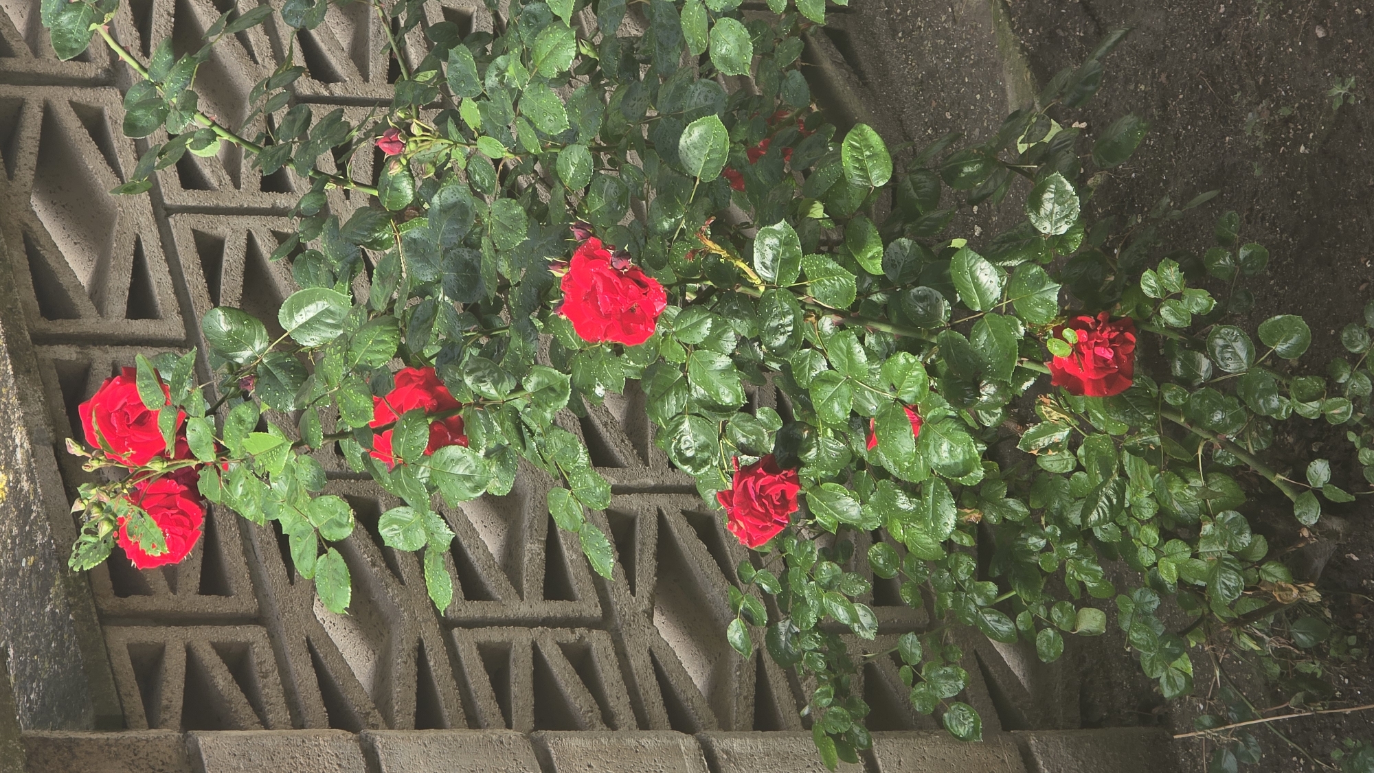 This image displays a vibrant red rose bush thriving outdoors, likely in Varna, Bulgaria. Numerous red roses, ranging from tight buds to fully open blossoms, punctuate the dense, lush green foliage. Many of the leaves and rose petals are covered in small water droplets, suggesting recent rain or morning dew.
In the background, a distinctive concrete block wall with a repetitive, triangular geometric pattern is prominent, primarily on the left and central parts of the frame. This wall appears weathered and adds a textured element to the scene. Towards the right and bottom, dark, damp soil or ground is visible beneath the spread of the rose bush. Natural daylight illuminates the scene, indicating it is daytime. No people or visible text are present. The image conveys a sense of natural beauty and freshness.