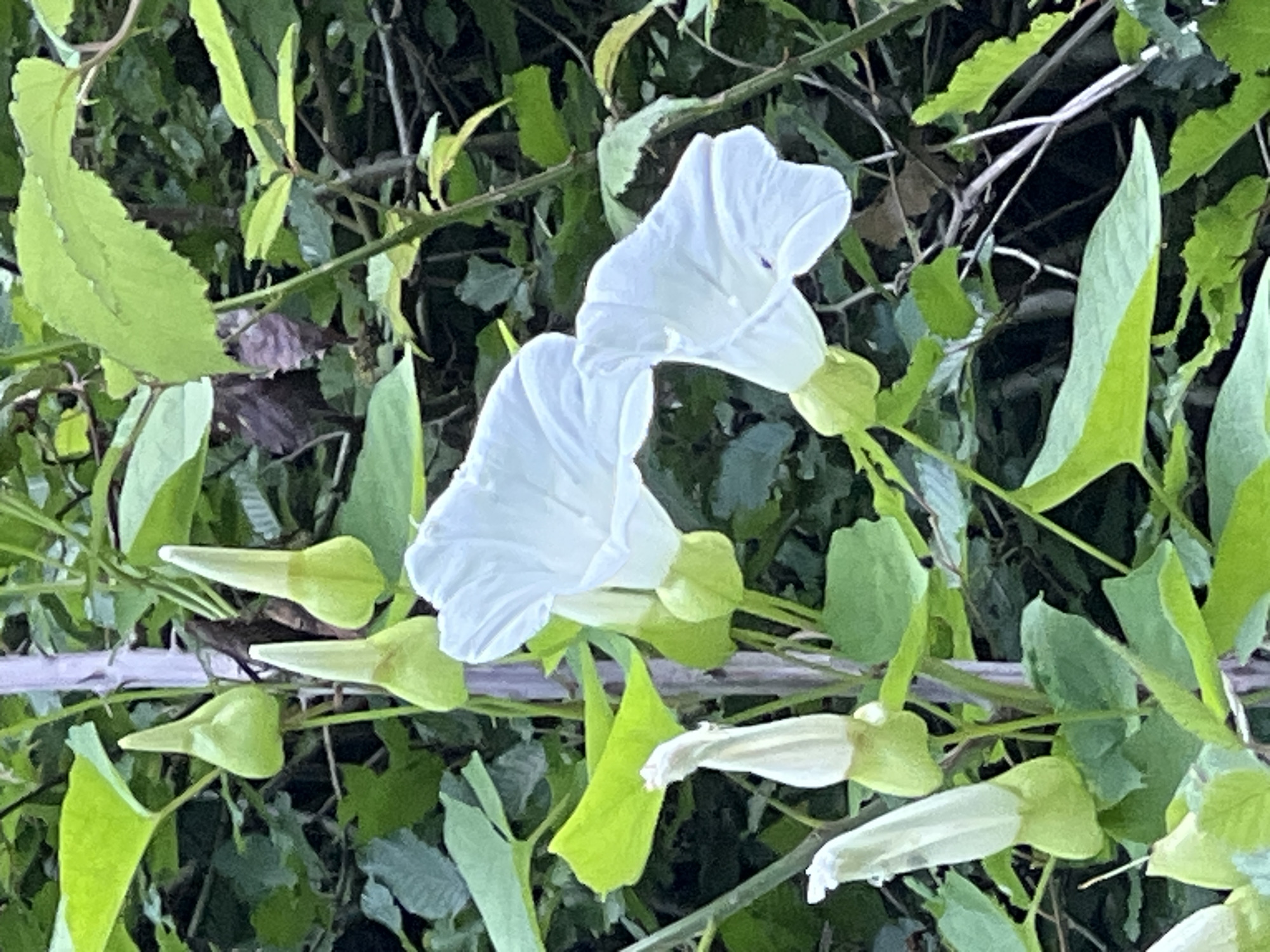 The image features two fully bloomed white bindweed flowers surrounded by green leaves and plant stems. Several unopened buds are also visible. The scene appears to be outdoors in a natural setting. Mrtvo Duboko, Montenegro is not discernible in the image.