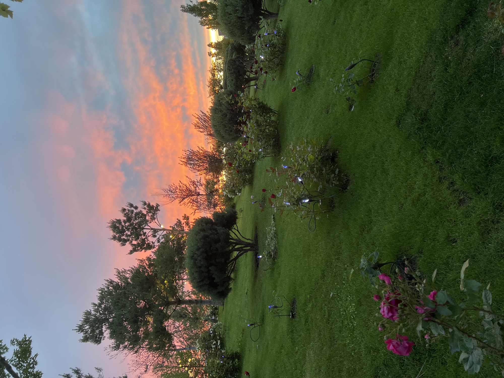 The image presents a serene outdoor garden scene captured during either sunrise or sunset, with the activated garden lights strongly suggesting twilight. The sky dominates the upper portion, displaying a spectacular blend of vibrant orange, pink, and light blue clouds that catch the low sun's rays, creating a visually dramatic backdrop.
Below the colorful sky, a meticulously manicured, lush green lawn extends across the landscape. Scattered throughout this green expanse are various trees and ornamental bushes, including several with dark green, dense foliage, and taller trees with more spread-out canopies. Numerous rose bushes, some bearing rich pink or red blossoms, are interspersed within the garden, suggesting a cultivated environment. Small, blue-tinged outdoor LED lights are strategically placed near some plants and bushes, providing subtle illumination and enhancing the tranquil evening atmosphere. Wire plant supports are also visible, helping to shape some of the flowering bushes.
The scene conveys a sense of peacefulness and natural beauty, characteristic of a well-tended park or large private garden. No individuals are present, and there is no visible text. The overall impression is one of quiet contemplation as day transitions to night.
