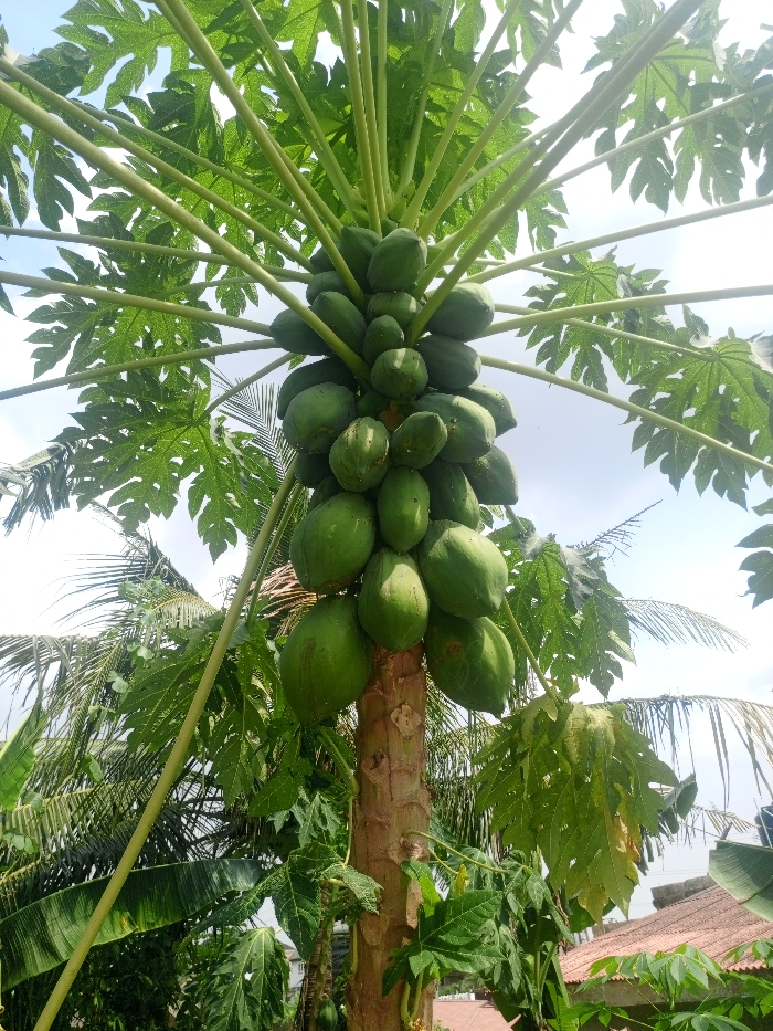The image captures an upward-angled view of a mature papaya tree (Carica papaya) situated in Magboro, Nigeria. The central, rough-textured trunk is heavily laden with a dense cluster of approximately 30-40 green, unripe papayas. These fruits, exhibiting varied sizes and some surface irregularities, are concentrated around the upper trunk directly beneath the canopy. Large, green, palmate leaves extend radially from the crown on long, thick petioles. The sky is visible in the background, a light blue with minimal cloud cover, indicating daylight. Portions of other vegetation, including palm fronds and various broad-leafed plants, are present on the left and right sides of the frame and in the lower background. A section of a reddish-brown tiled roof is partially visible in the lower right, suggesting a cultivated or residential setting. No individuals or animate subjects are depicted.