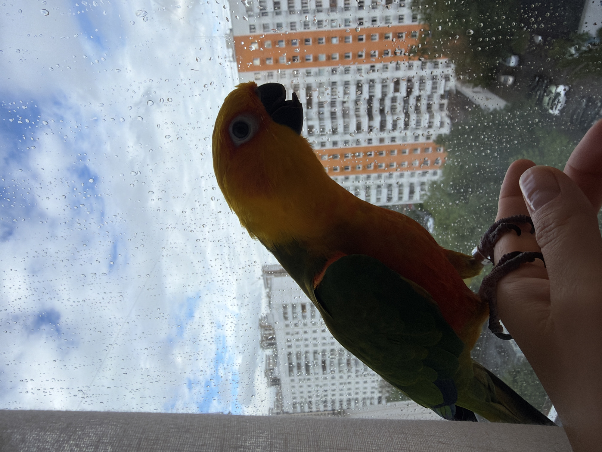A close-up, tilted view through a window shows a person's hand with a Sun Conure parrot perched on it. Raindrops are visible on the window pane, and outside, a tall building with a white facade and orange horizontal stripes is reflected. The background also includes a cloudy sky. The scene is likely in Khimki, Russia. The parrot is predominantly yellow and orange with green wings.