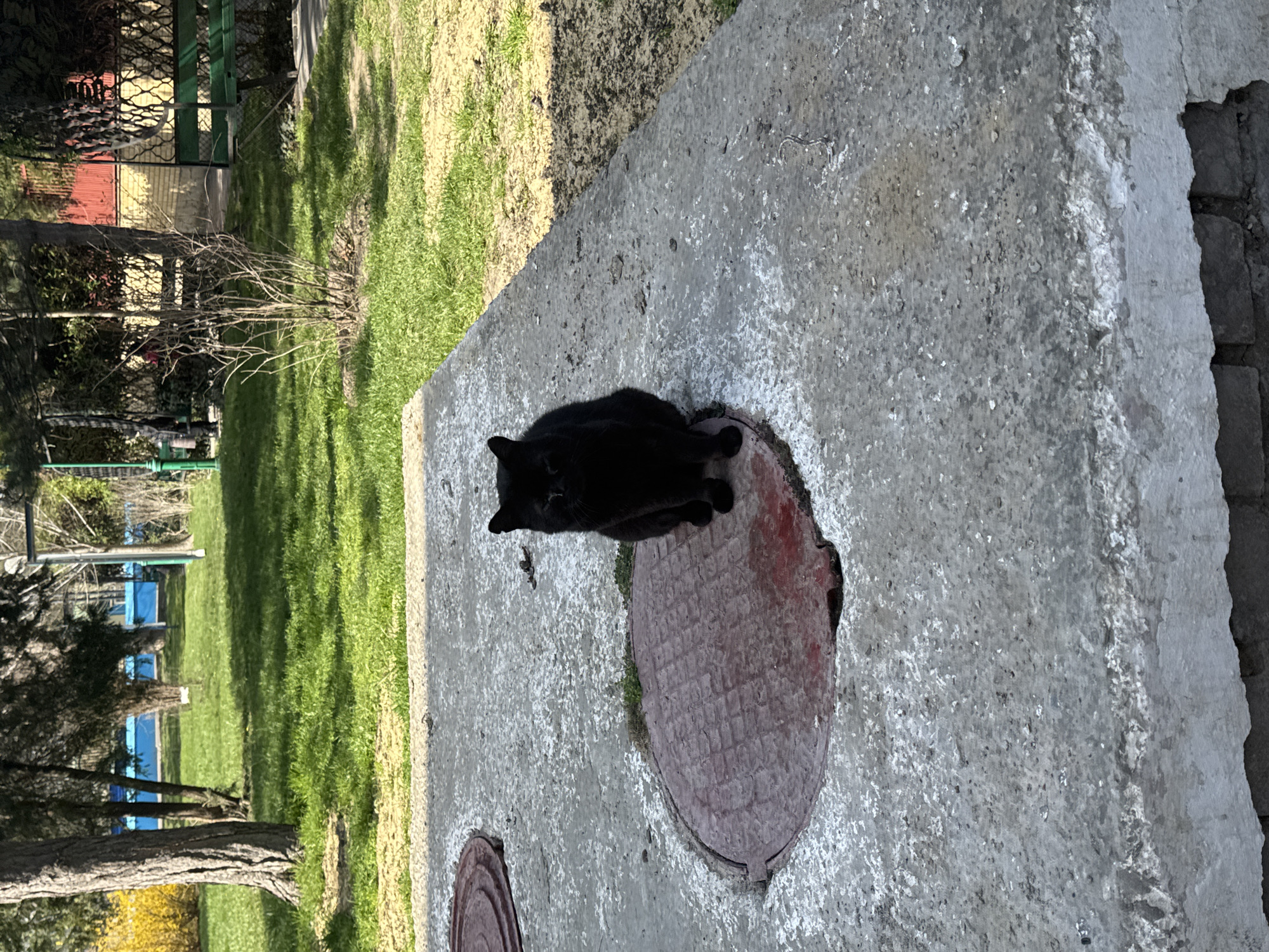 The image shows a black cat sitting on a concrete structure with two red circular manhole covers, in what appears to be a park or green space. The cat is positioned on one of the manhole covers. The background includes grass, trees, and some fencing. The location is unspecified and cannot be determined to be Anapa, Russia from the content of this image.