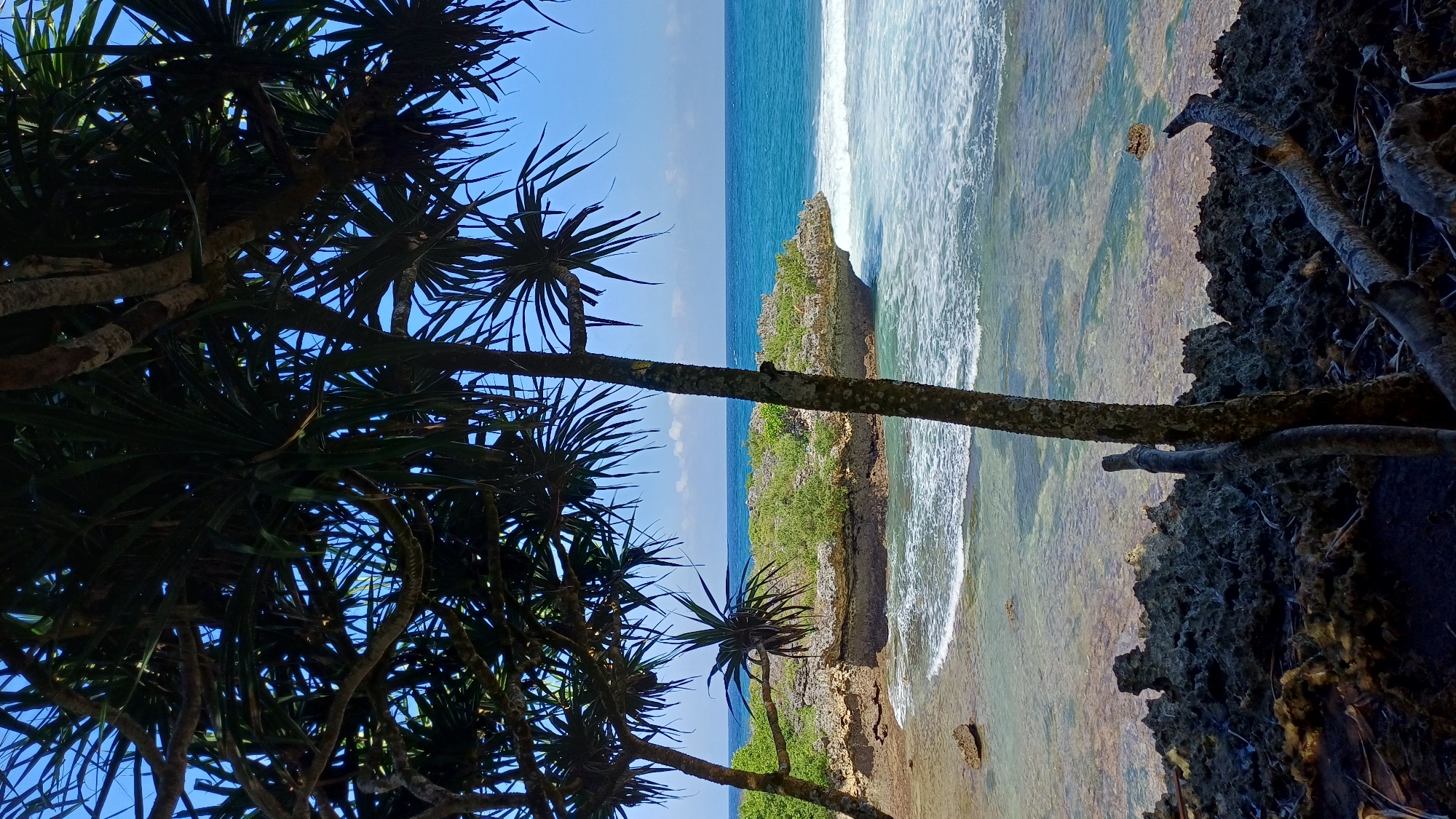 The image captures a coastal scene in Kuta Selatan, Indonesia. In the foreground, silhouettes of pandanus trees with spiky leaves dominate the view, contrasting with the bright blue sky visible between the branches. A weathered tree trunk runs horizontally across the image. Beyond the trees, the ocean meets a rocky coastline. Waves crash against a rock formation near the shore, creating white foam. The water appears clear and shallow near the coast, revealing the texture of the seabed. The rocky cliffside is covered with sparse green vegetation. The sky is clear and blue near the horizon.