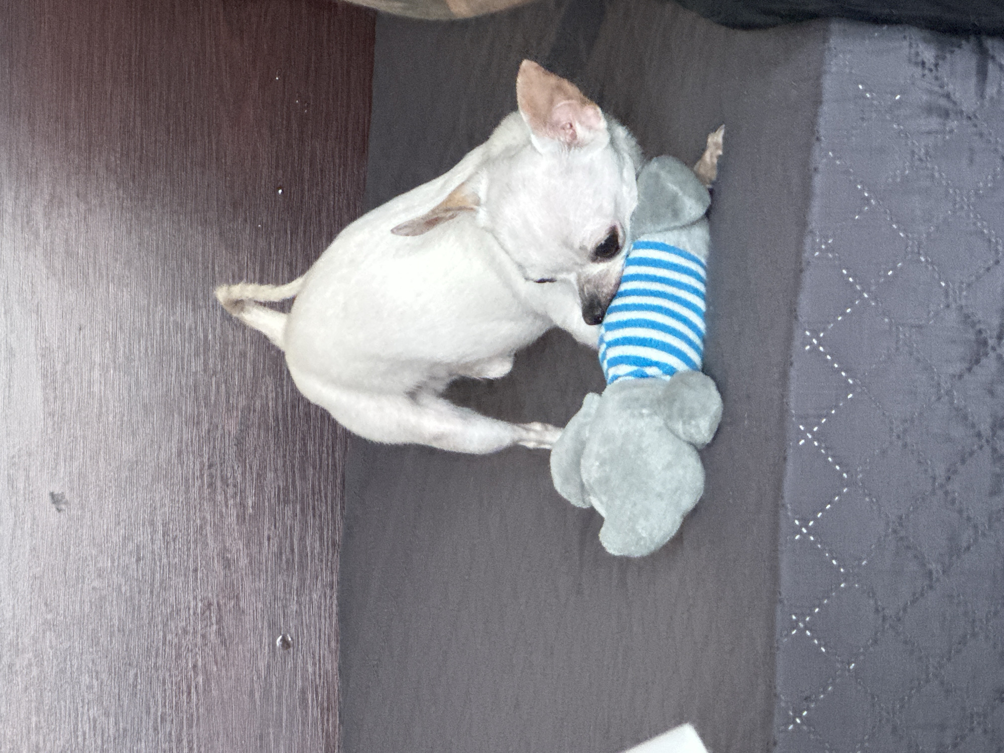 A white Chihuahua lies on a gray surface next to a wooden floor, clutching a gray stuffed animal with blue and white stripes. The location and city are not discernable from the image.