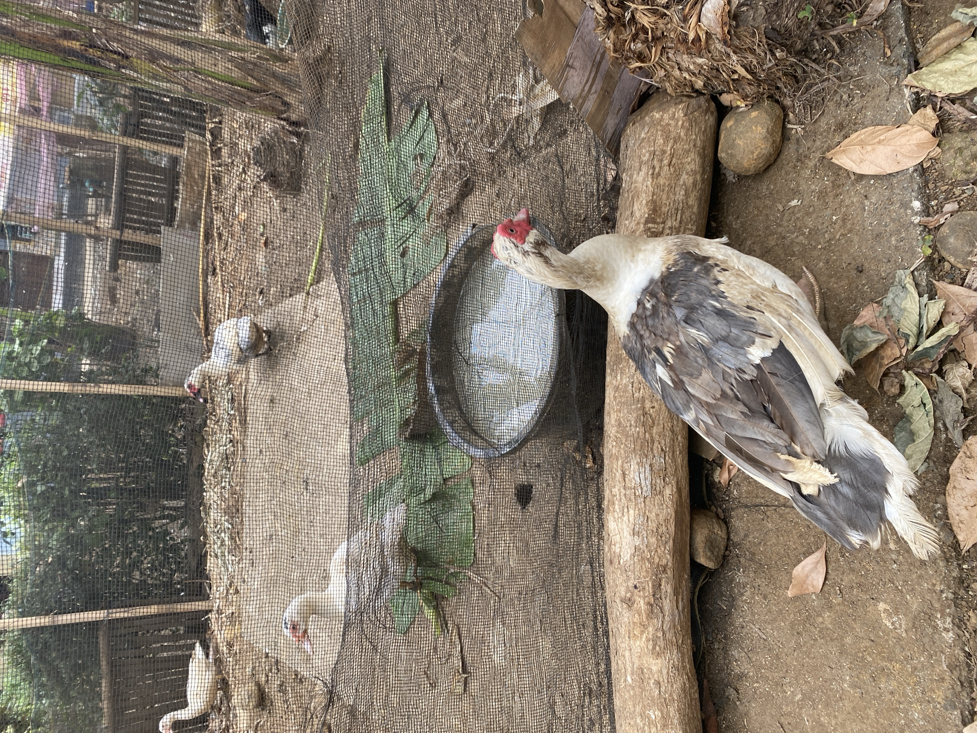 In Gumelar Kidul, Indonesia, a muscovy duck with white and gray plumage stands on the ground in front of a log. The duck has a distinctive red wattle around its eyes and beak. Behind the duck, a black mesh fence encloses an area with a shallow metal basin filled with water, surrounded by scattered leaves and dirt. Several other muscovy ducks, mostly white, are visible within the fenced enclosure. The background consists of dense green foliage and wooden structures, suggesting an outdoor farm or enclosure.