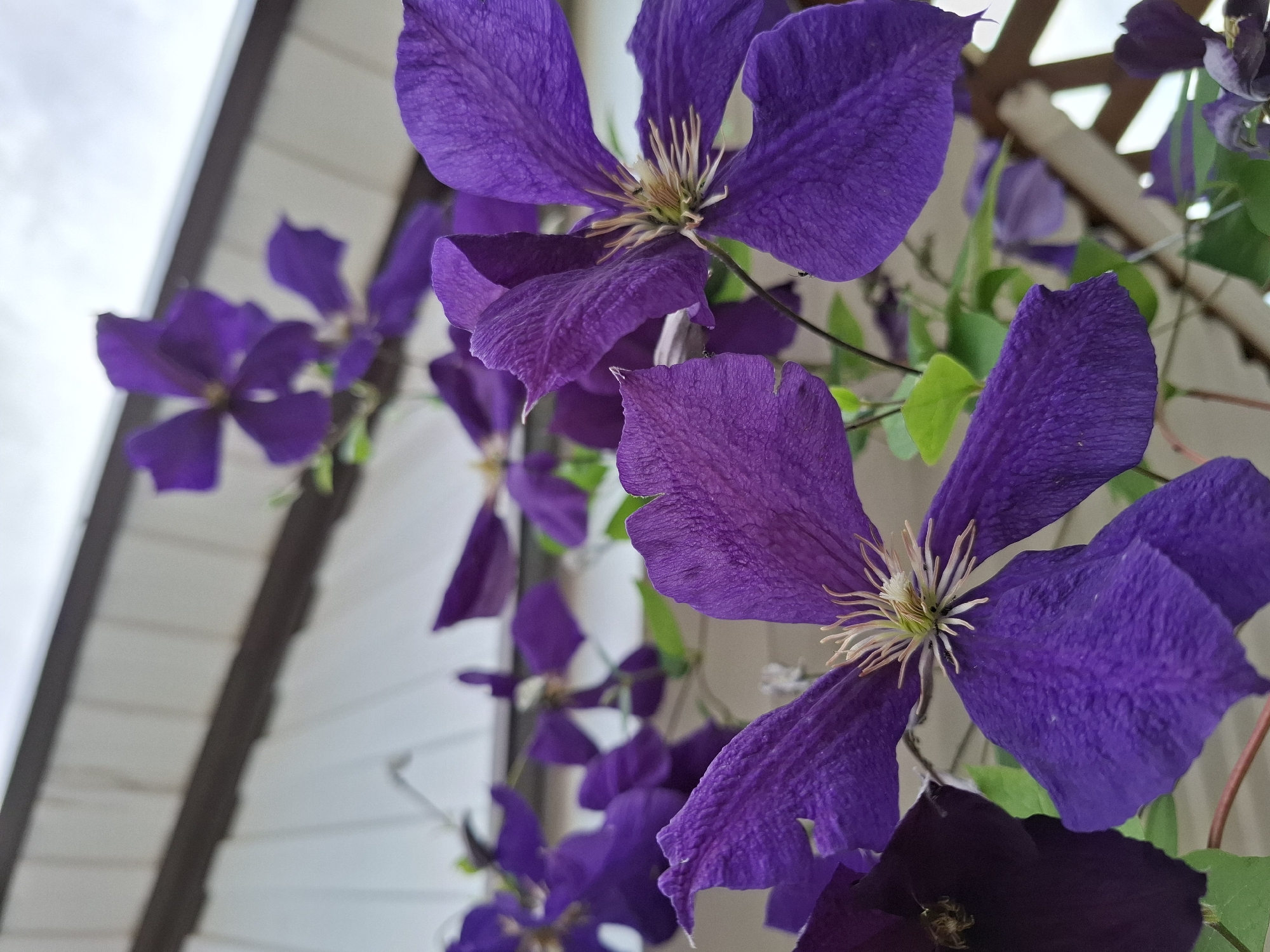 The image features a close-up view of several vibrant purple clematis flowers against a backdrop of a white wooden ceiling and a lattice structure. The flowers are in various stages of bloom, with some fully open, revealing their delicate stamens, and others still partially closed. The petals are deeply textured, with visible veins and a slightly crinkled appearance. Some of the flowers are in sharp focus, while others in the background are blurred, creating a sense of depth. Green leaves are interspersed among the flowers, adding a touch of contrast. The overall setting appears to be outdoors, possibly in a garden or on a porch, given the wooden ceiling and the natural light filtering through. The lighting suggests it might be daytime, with the sky visible in the upper left corner appearing overcast. There are no people or visible text in the image. The focus is entirely on the natural beauty of the clematis flowers and their immediate surroundings.