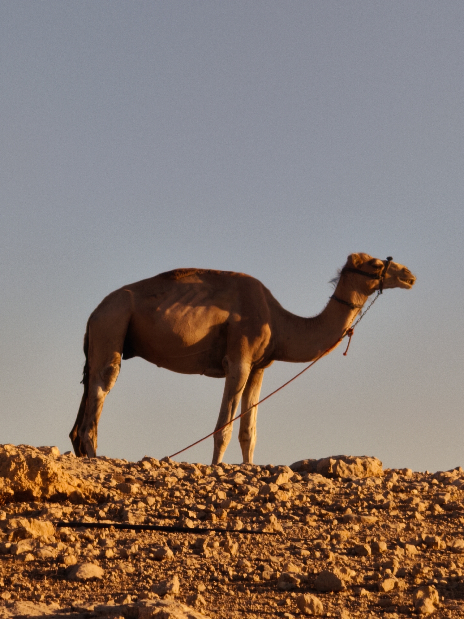 A dromedary camel stands on a rocky, arid landscape under a clear sky. The camel is facing right, its body illuminated by warm, low-angle sunlight, which casts long shadows. It wears a dark halter with a red rope attached, trailing downwards. The ground is covered in rough, light-colored stones. The background is a gradient of clear, pale blue sky. The image appears to be taken in the city of Keidar, Palestinian Territories, a location known for its desert-like terrain.