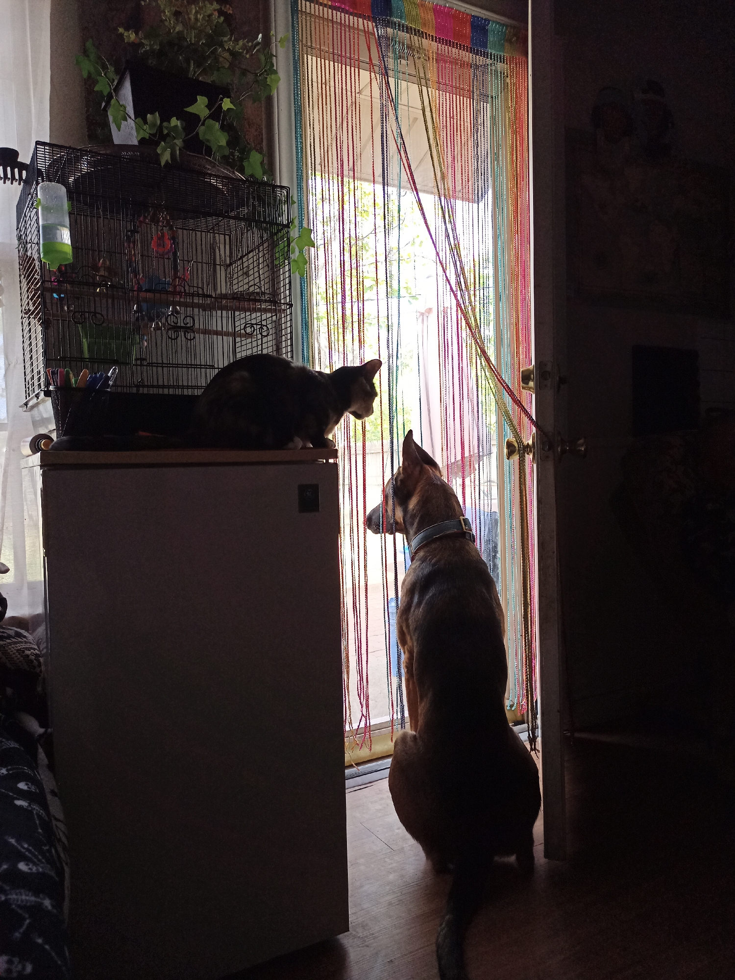 A domestic cat sits on top of a light-colored appliance, looking towards a birdcage. A brown dog sits on the floor, also looking towards the birdcage. Both animals are positioned in front of a doorway covered by a rainbow-colored string curtain, with natural light filtering through from outside. The room appears to be indoors, possibly a home. The location is identified as being in Amarillo, United States of America.