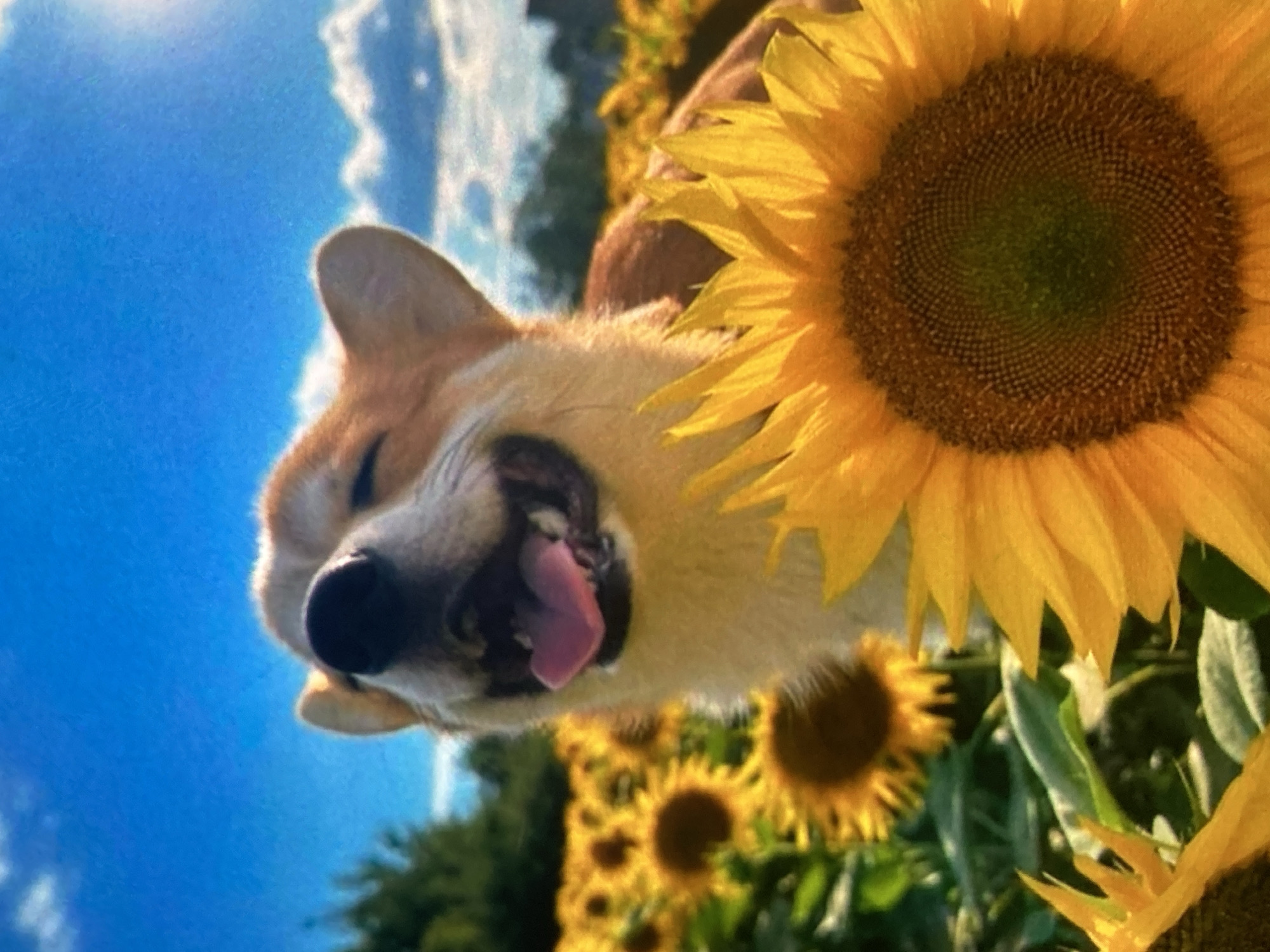 A close-up, low-angle shot captures a playful dog in a sunflower field under a bright blue sky with fluffy white clouds. The dog, with its mouth open and tongue out, appears to be sticking its head out towards the viewer, with a large sunflower bloom prominently displayed in the foreground to the right. The dog's fur is a mix of light brown and white, and its eyes are partially closed, conveying a sense of joy and exhilaration. The sunflower petals are a vibrant yellow, and the dark center of the flower is detailed with a spiral pattern of seeds. In the background, more sunflowers are visible, some in focus and others blurred, creating a sense of depth and abundance. The overall scene suggests a sunny day, likely in the late summer or early autumn when sunflowers are in full bloom. The location context of Ustyvytsia, Ukraine, adds a specific geographical element to the picturesque rural setting. There is no visible text in the image.