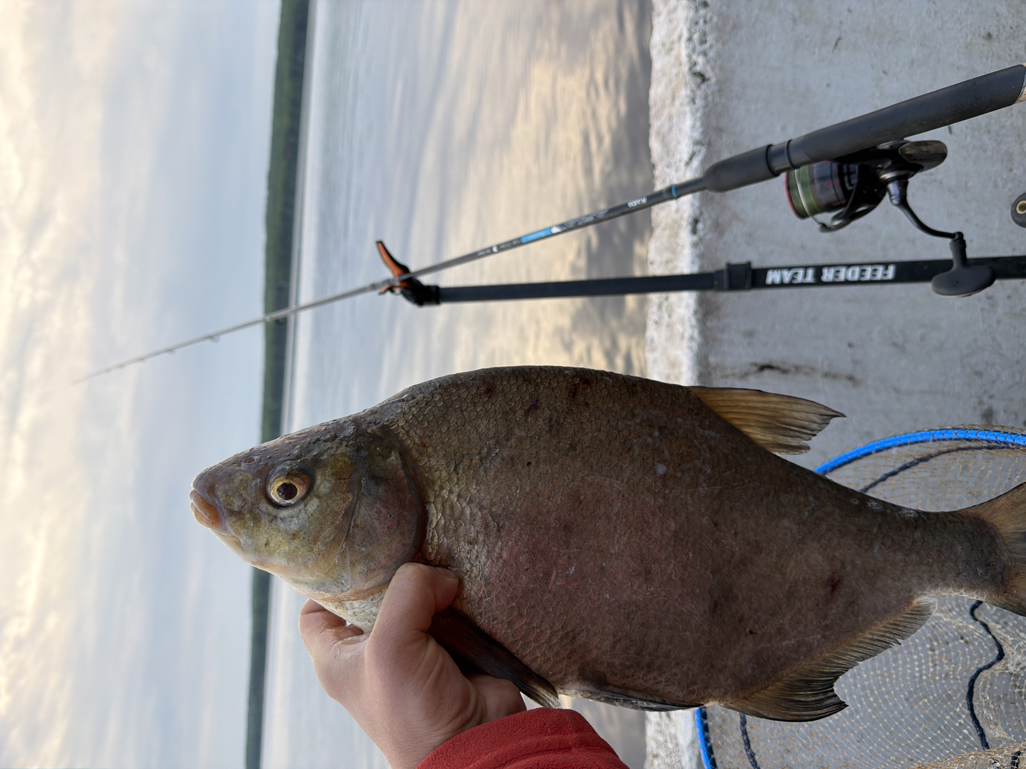 This vertical close-up shot captures a person's hand holding a large, freshly caught fish, likely a bream, against an outdoor waterside setting. The fish has a deep, compressed body and large scales, with its eye and mouth clearly visible as it faces the left side of the frame.
In the background, two fishing rods are set up, with their tips extending over a calm body of water that reflects the sky. One rod, equipped with a reel, rests on a dark support structure that prominently displays the white text "FEEDER TEAM." Faint branding, possibly "KAID," is visible on one of the rods. The fishing gear is positioned on a concrete or stone embankment, suggesting a pier or riverbank. A blue-rimmed fishing net is partially visible behind the fish, confirming the fishing activity.
The sky above the water is partly cloudy, and the soft, diffused light on the water suggests either late afternoon/early evening or early morning. A distant treeline or landmass is visible across the water, delineating the horizon. The image conveys a moment of successful fishing in a tranquil natural environment, possibly along the Kama River in Chaikovsky, Russia.