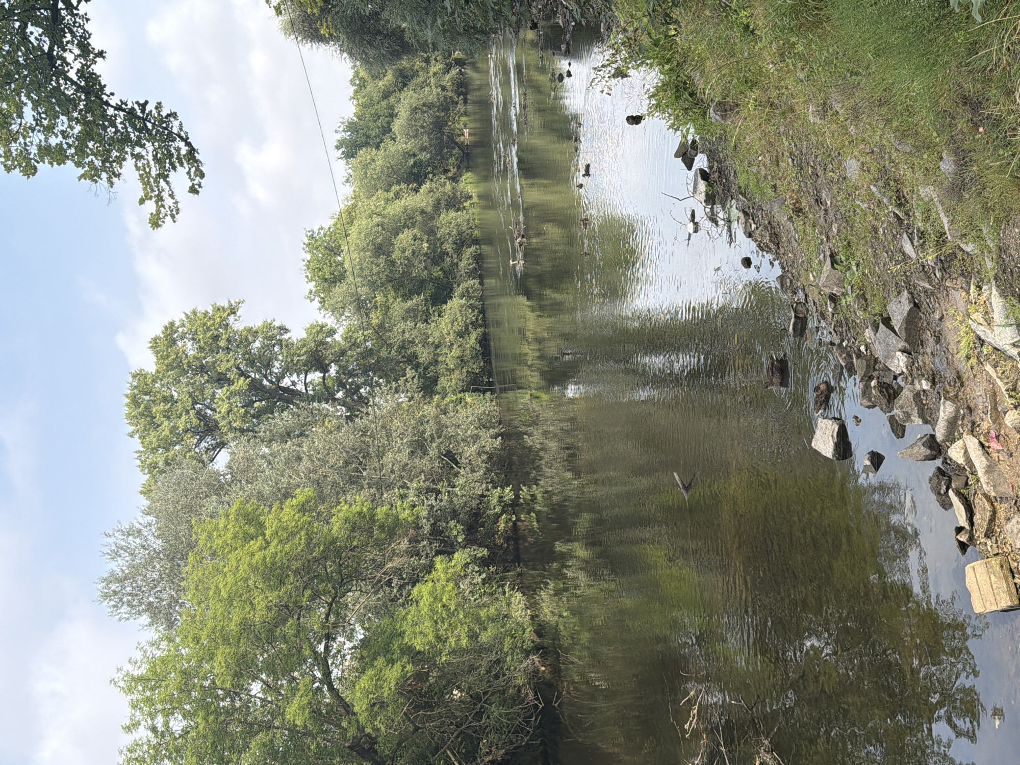 The image depicts a serene natural scene along a riverbank in Louny, Czechia. The river, with its calm, reflective water, flows gently between lush green banks densely lined with trees. The trees, a mix of deciduous varieties, exhibit vibrant green foliage, suggesting a temperate climate. On the river's surface, several ducks are visible, gliding peacefully and creating subtle ripples. The riverbed is partially visible in shallower areas, revealing stones and debris. The riverbank is a mix of natural elements: rocks, pebbles, and green grass. The sky above is partly cloudy, with a few white clouds scattered against a pale blue background. A thin, dark line, possibly a utility wire, stretches across the upper right portion of the frame, a subtle indicator of human infrastructure in proximity to this natural setting. There are no people visible in the image.