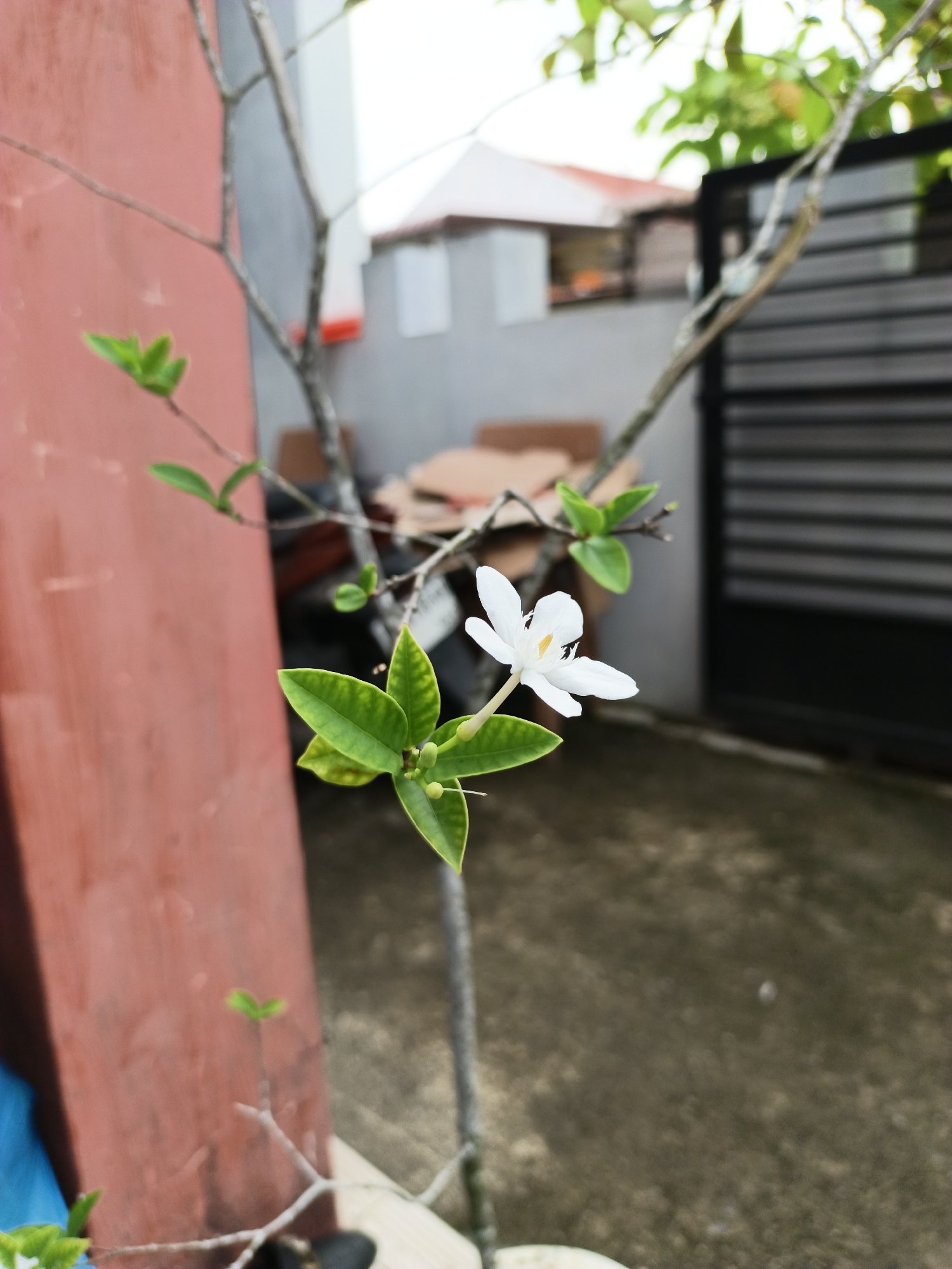 A close-up, eye-level shot focuses on a single white flower with five petals and a yellow center, blooming on a slender branch of a small tree. The flower is situated in the mid-ground, slightly to the right of the frame's center. Several vibrant green leaves, some with faint yellow mottling, surround the bloom and are attached to the same branch. The tree's thin, gray branches are visible, reaching upwards and to the sides, with a few small green leaves scattered on them.

In the background, a rough, reddish-brown textured wall occupies the left side of the image. To the right of the wall, a dark gray, slatted gate stands prominently. Further behind, a blurred view of a building with a white section and a red-tiled roof is visible, suggesting a residential or commercial area. The ground in the foreground and mid-ground appears to be a mottled, grayish-brown paved surface. The overall lighting suggests an outdoor scene, likely during the daytime. There are no people or animals present in the image.