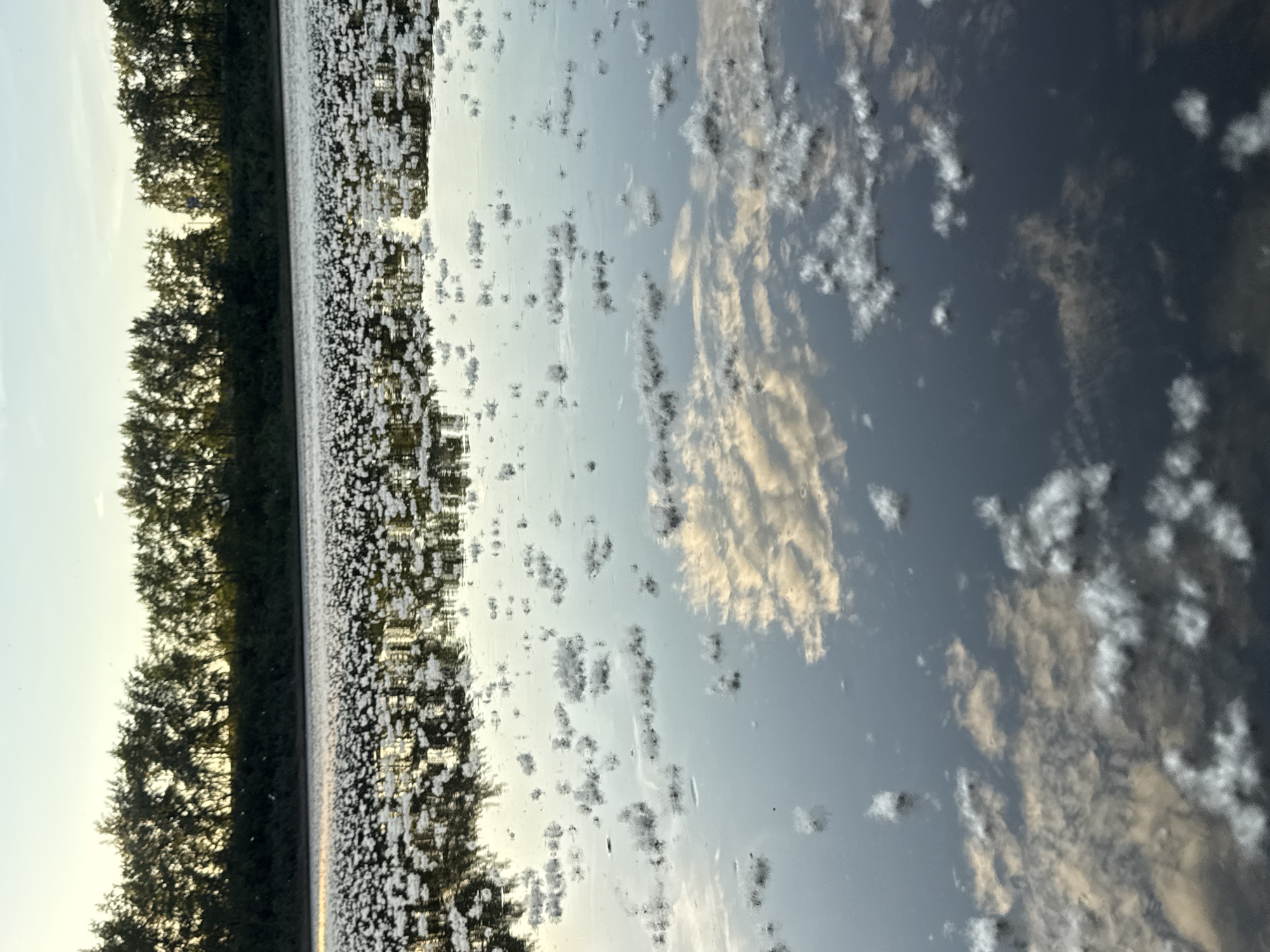 The image presents a natural outdoor scene in Chaikovsky, Russia, depicting a calm body of water beneath a gradient sky, observed during low-angle sunlight conditions, likely at sunrise or sunset.
The lower two-thirds of the frame are occupied by a dark, reflective body of water, consistent with a river or large reservoir such as the Kama River or Votkinsk Reservoir. Its surface is extensively covered with numerous discrete clusters of white, fluffy organic matter, resembling plant down or cottonwood seeds. These clusters are densely packed in the mid-distance, forming a continuous band, and become progressively sparser towards the immediate foreground where individual clusters are more distinct. The water exhibits clear reflections of the overhead sky, including scattered light-colored cumulus clouds with golden and pale yellow undertones, particularly prominent in the lower foreground. Reflections of the distant treeline are also visible within the water.
A horizontal band of dark green deciduous trees forms a distinct treeline across the midground, acting as a natural horizon between the water and the sky. The trees appear largely silhouetted against the brighter background, with some minimal light catching the uppermost foliage.
The upper third of the image depicts the sky, which transitions from a pale blue at the top of the frame to a warm, light yellow-white near the horizon line above the trees. Sparse, light-colored clouds are present in the sky.
No individuals, specific vehicles, or discernible human-made structures are present within the observable frame.