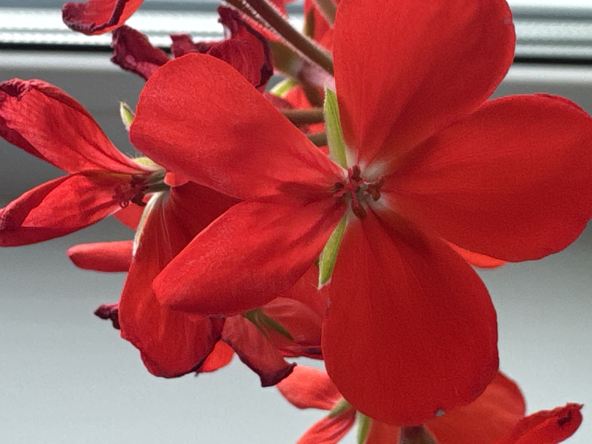 A close-up, eye-level, indoor shot features a vibrant red geranium flower, positioned slightly off-center to the right. The flower's petals, with their velvety texture and delicate veins, are the primary focus. The background is a soft, blurred gradient of light grey on the left, transitioning to vertical white blinds on the right, suggesting the flower is near a window. There are no people or animals present, and no discernible actions or interactions are taking place. The lighting appears natural, coming from a window, casting subtle shadows and highlighting the flower's rich color. The scene does not provide any information about its location in Petropavlovsk-Kamchatsky, Russia.